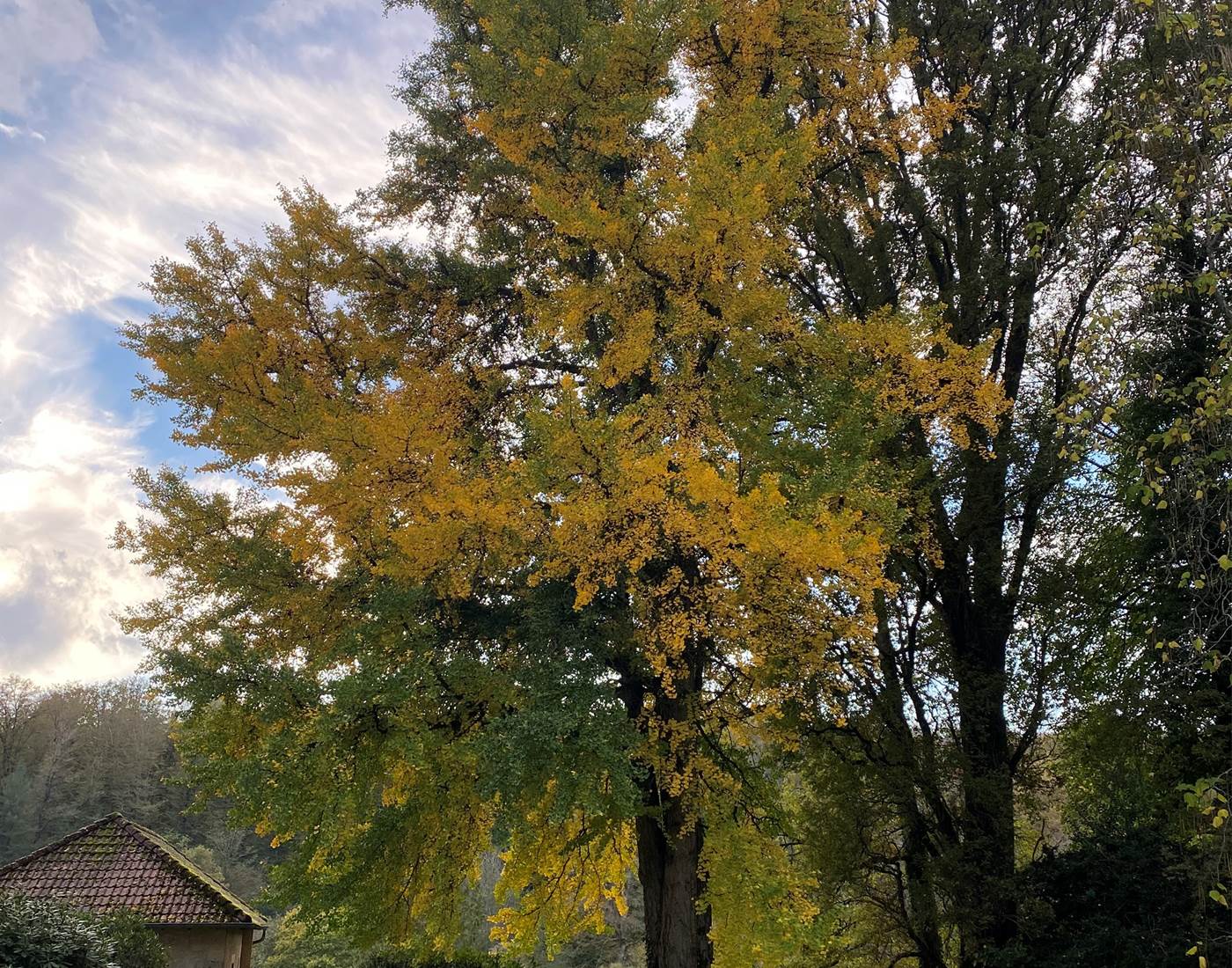 Le Ginkgo biloba de la Manufacture Royale