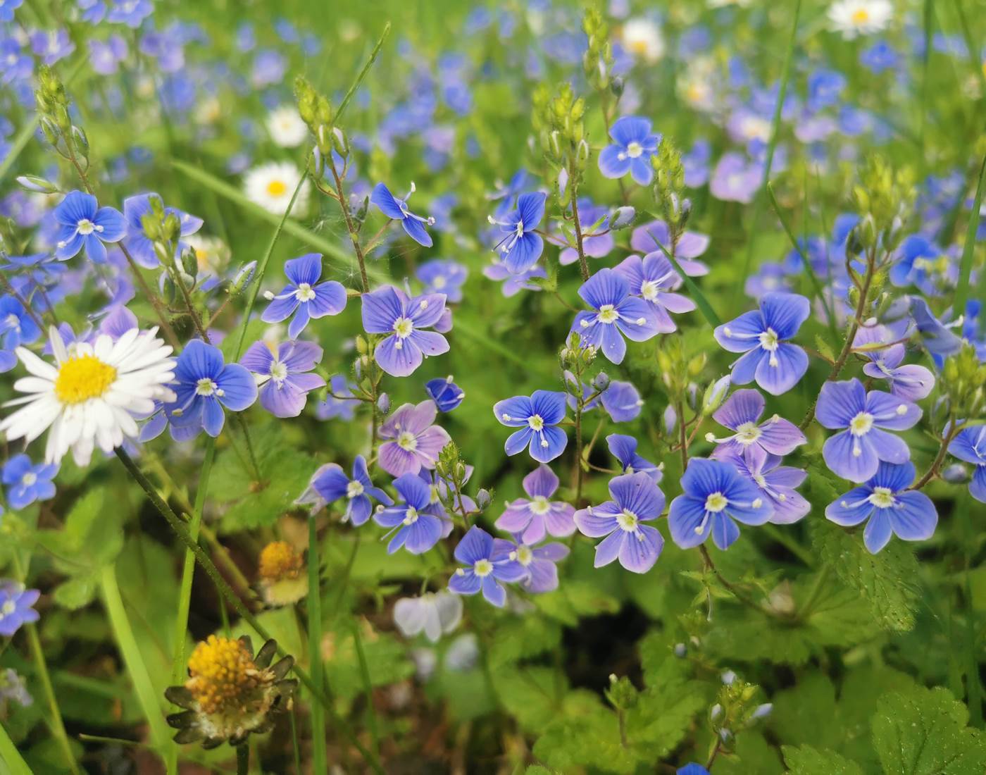La flore riche et diversifiée de Haute-Corrèze