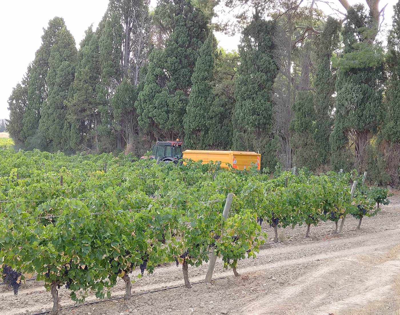Les vendanges s'observent à Le Coq du Nord-Mailhac 🍇🍇🍇