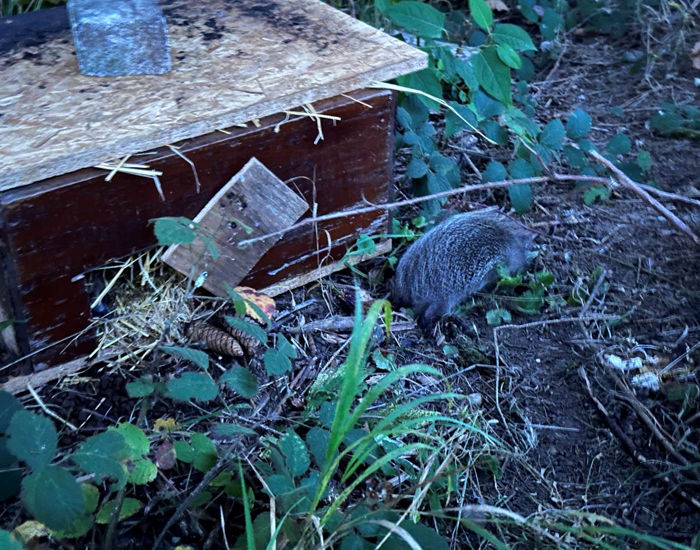 Les hérissons partent à la découverte du parc de la Manufacture Royale