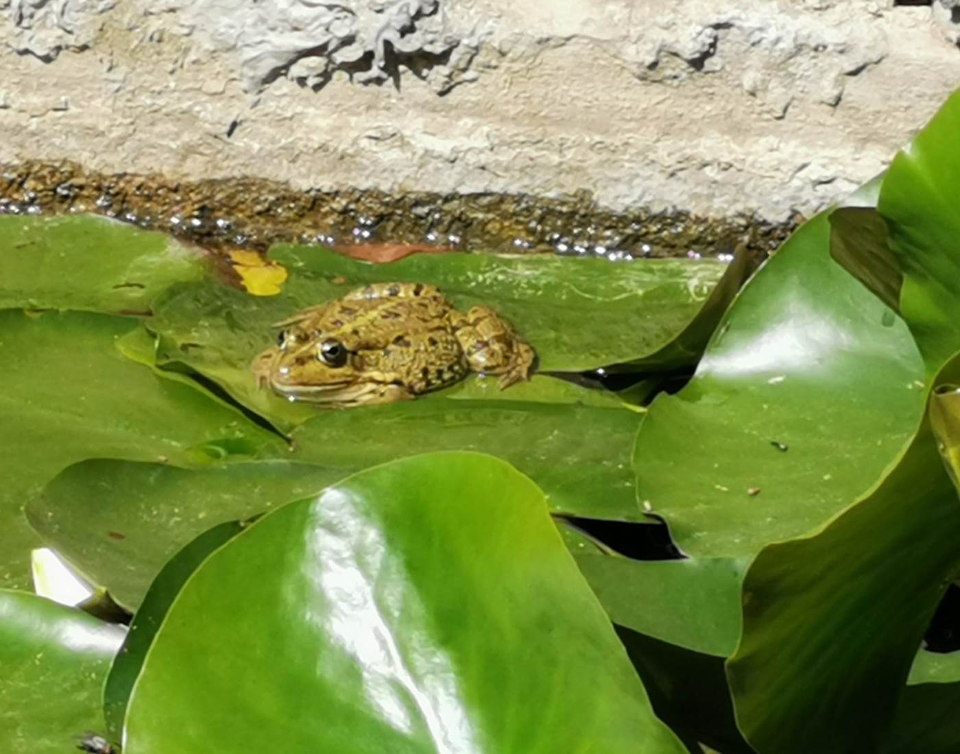 Le plaisir d'observer la Nature