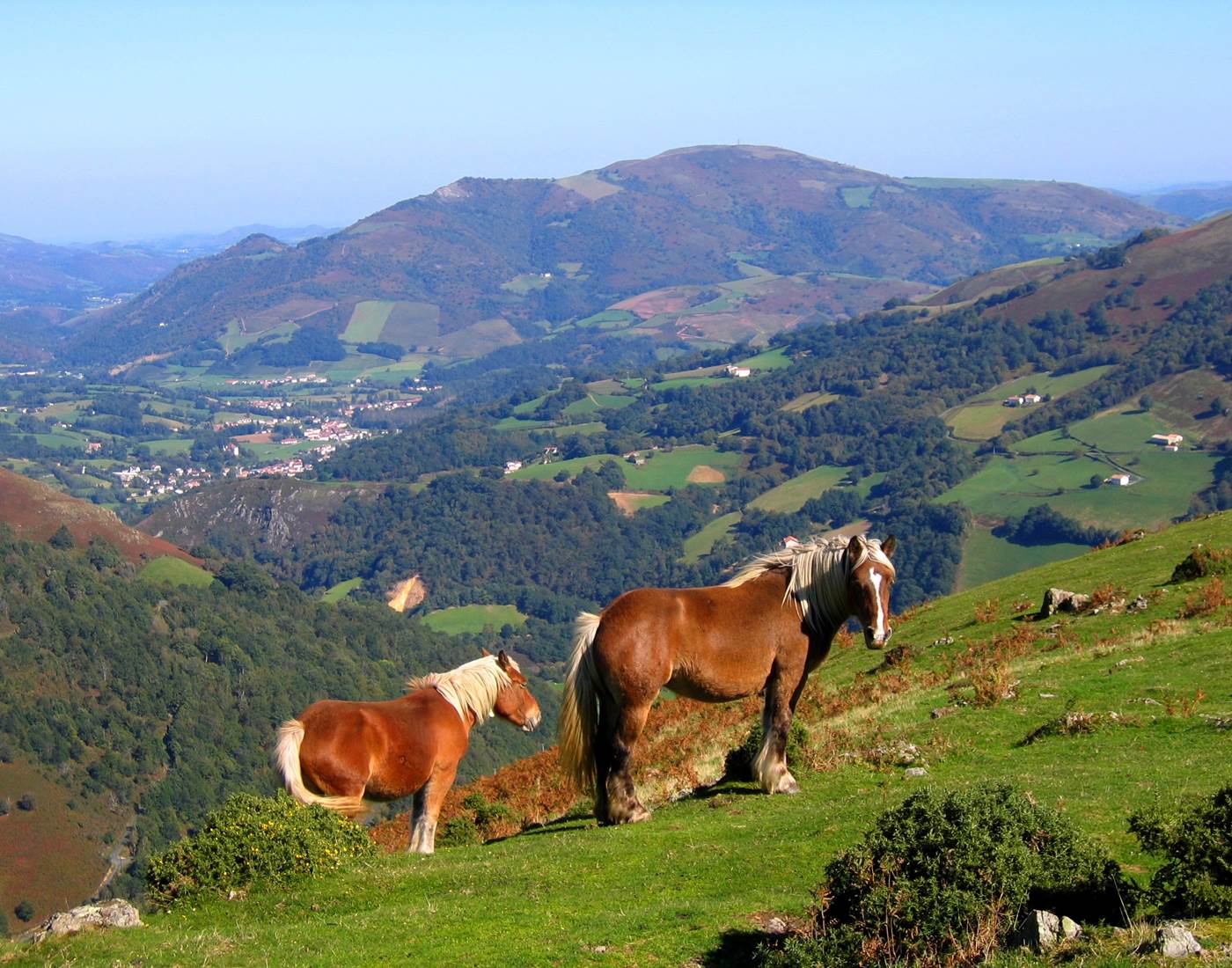 Photo 089 pottoks devant baigorri et idiartia