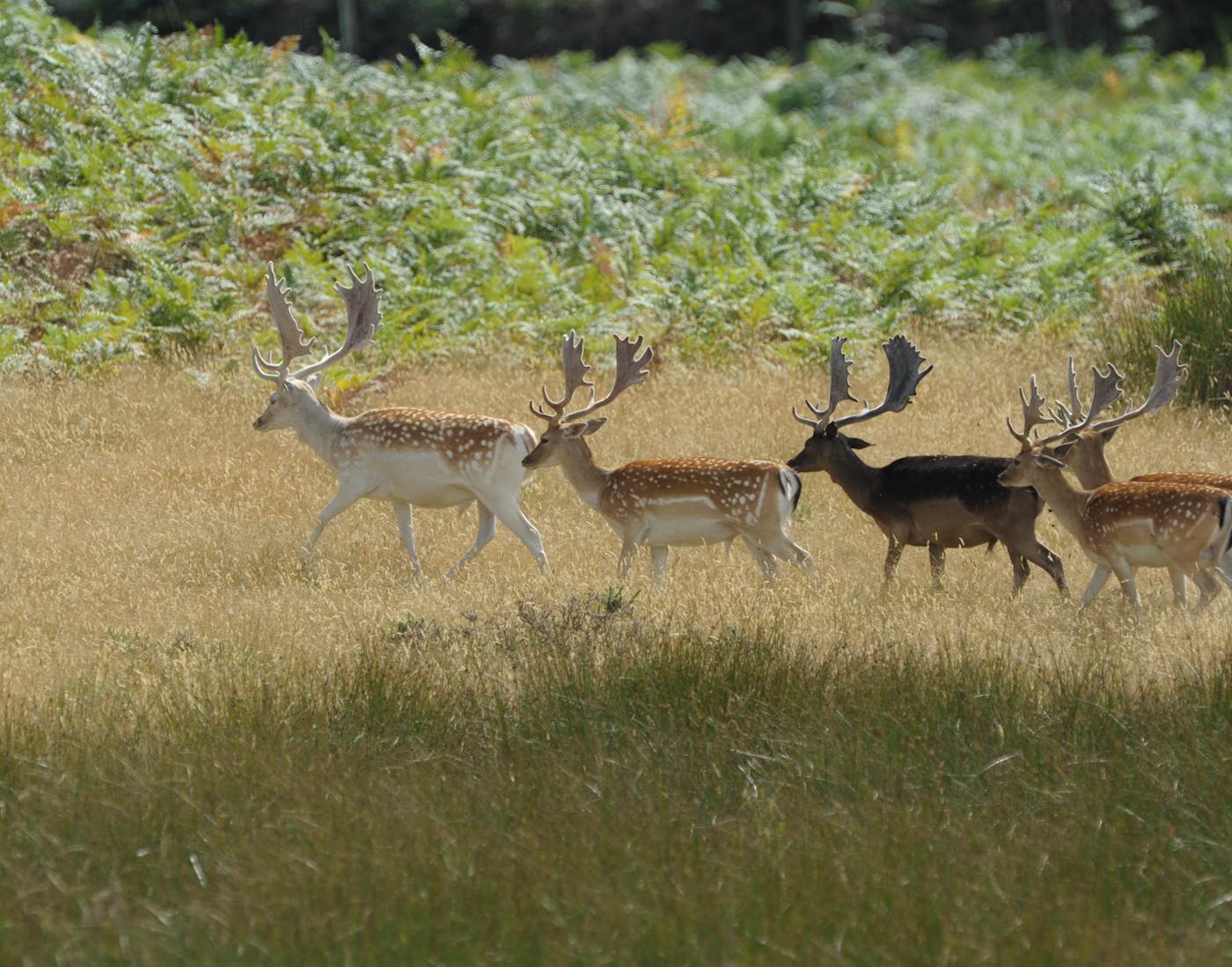 Safari de Haute Saintonge