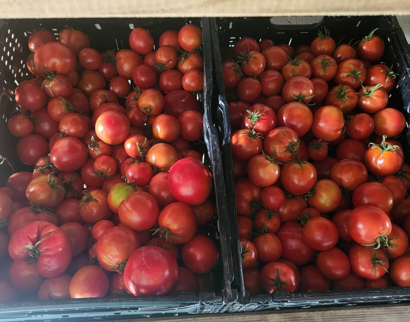 Au marché Limousin - Tomates