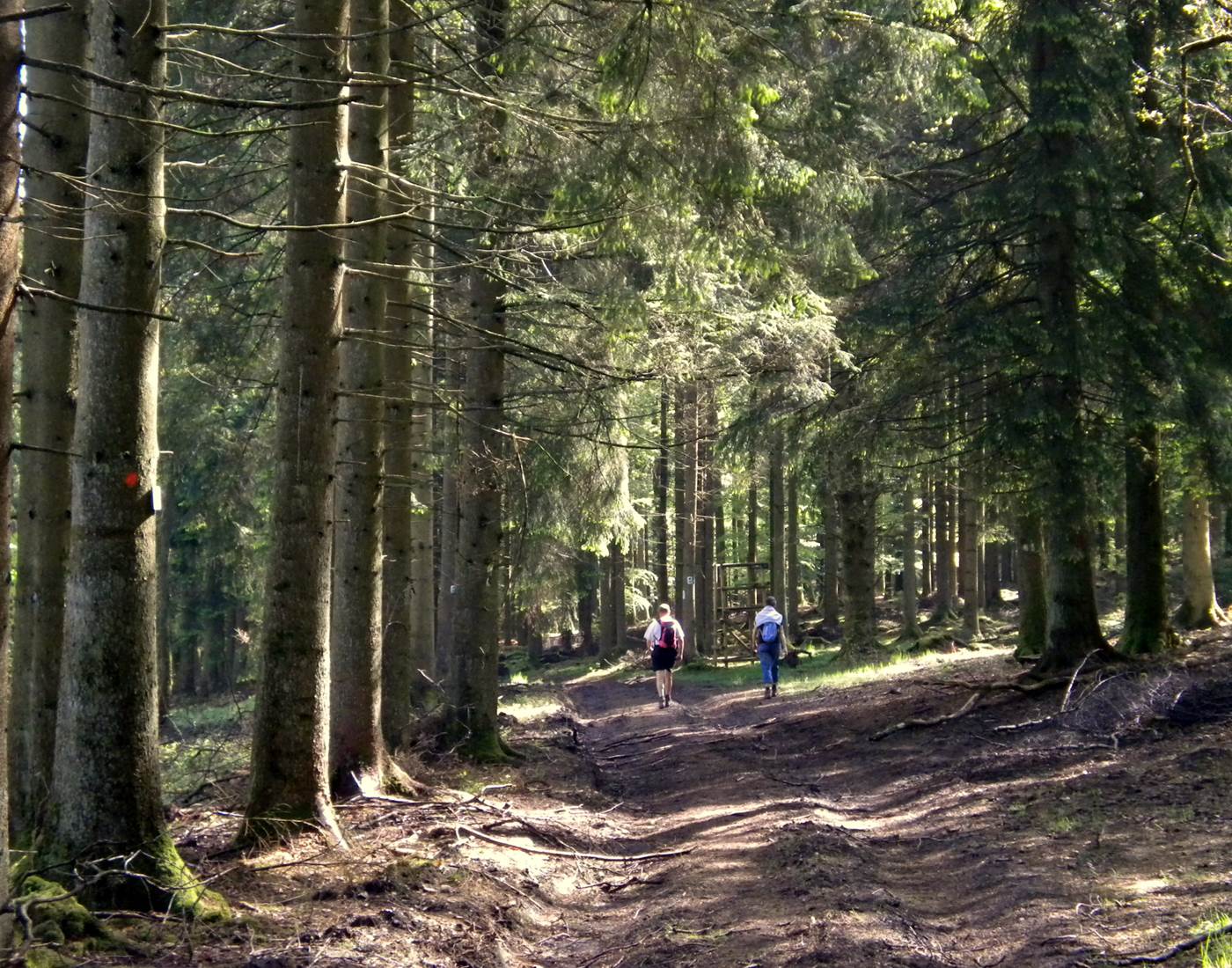 Balades en forêts