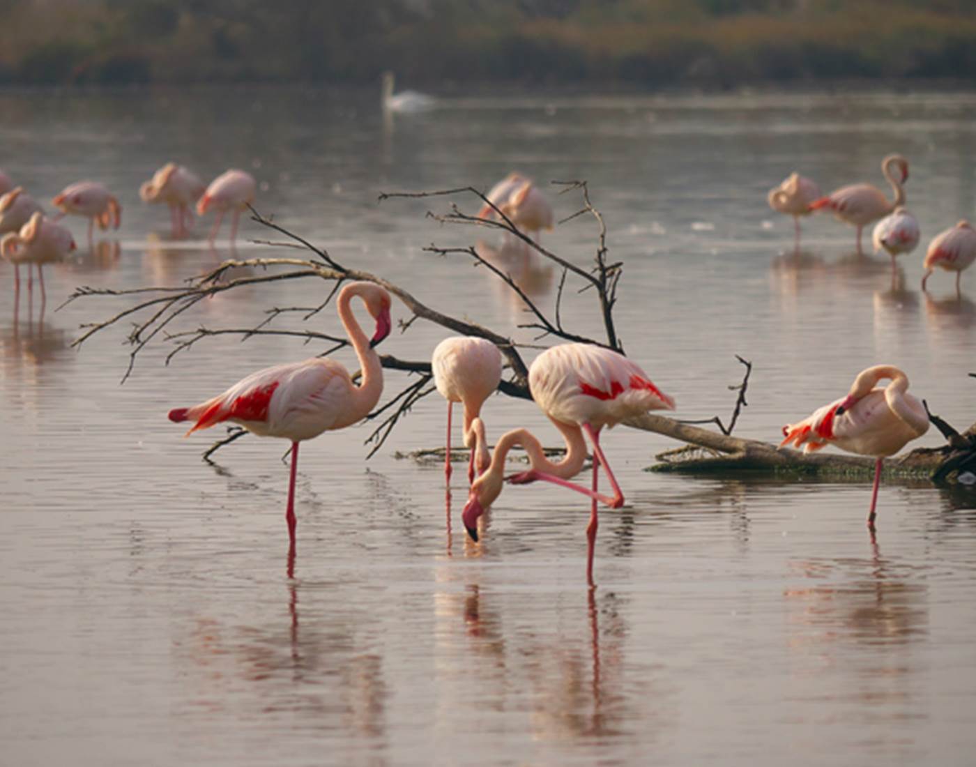 camargue-flamands-rose