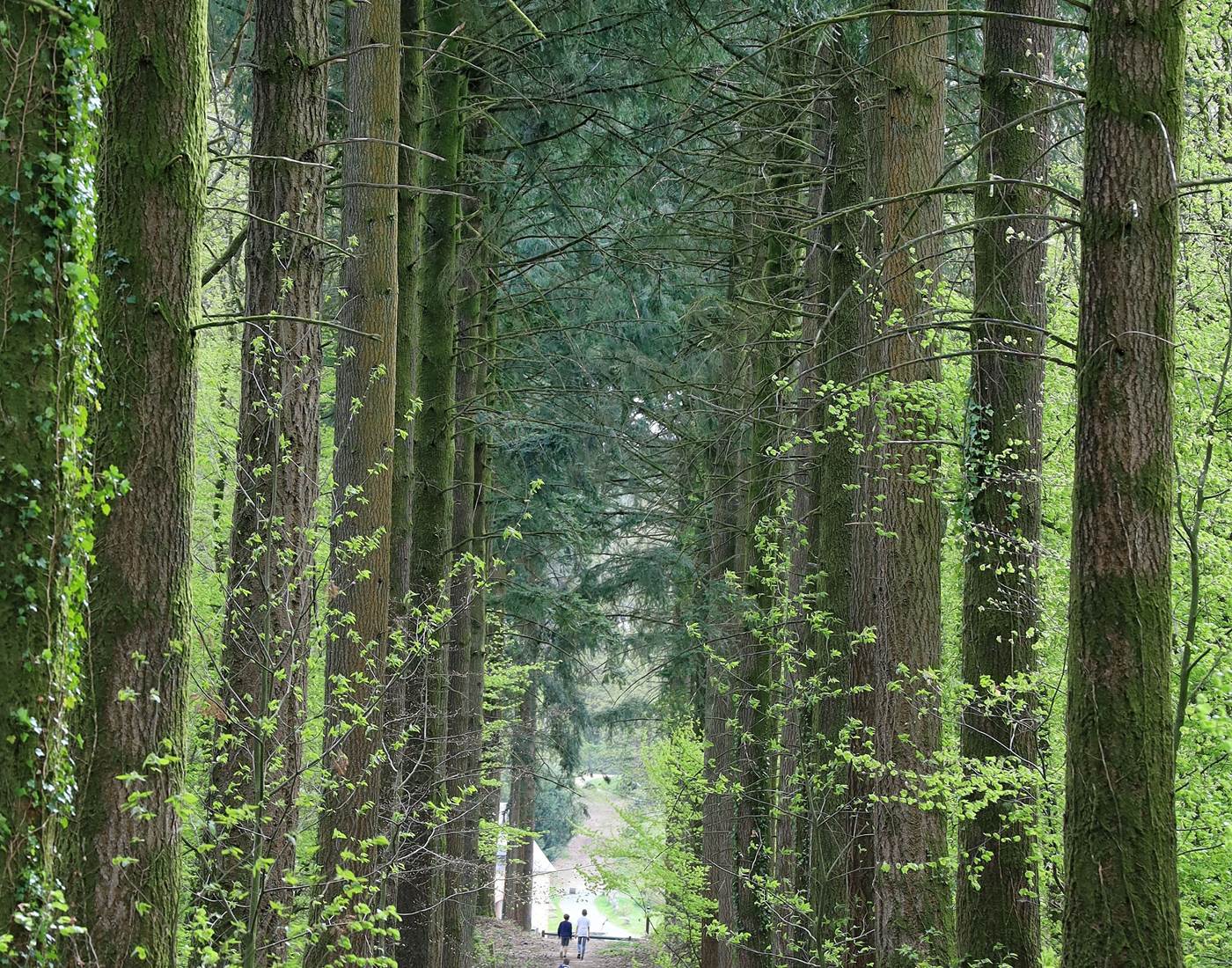 Sentier du Bois du Tay