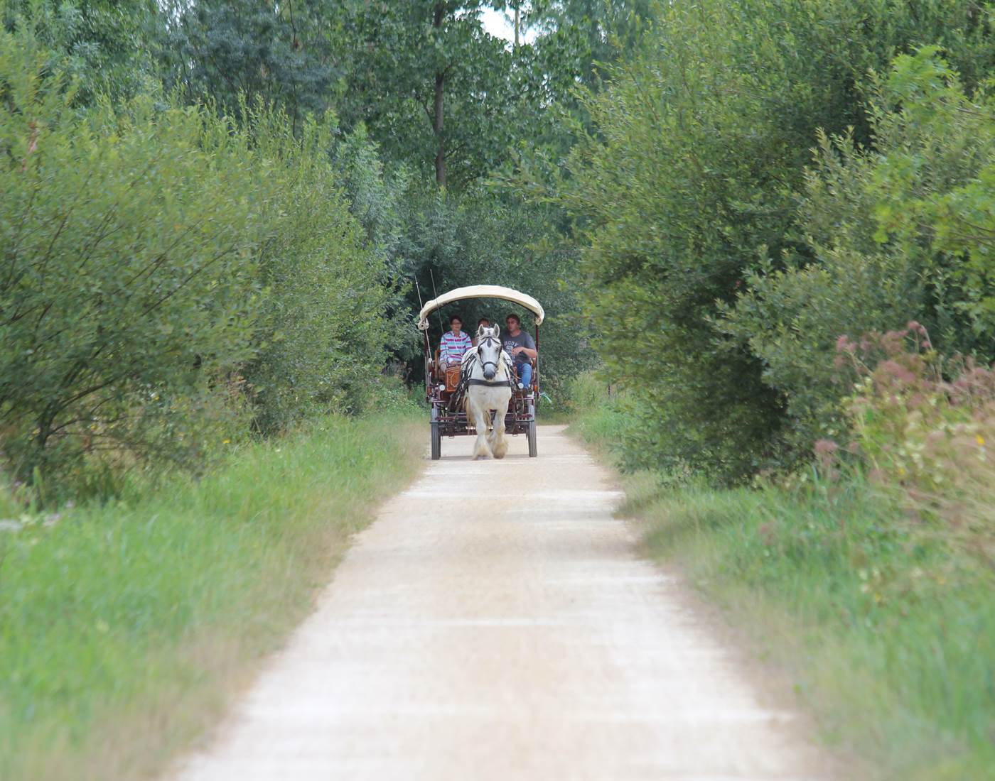 Sentier du Marais à parcourir en calèche