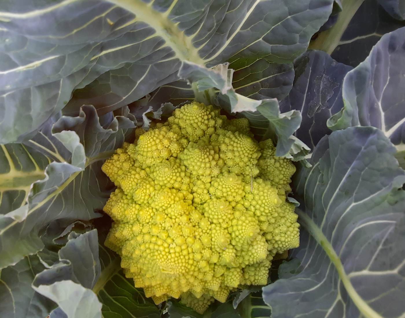 Le Coq du Nord - Mailhac et son potager, une belle histoire...