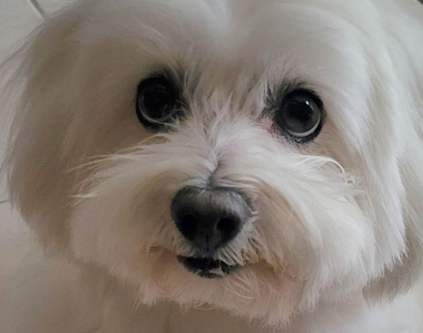 Oscar, Coton de Tuléar