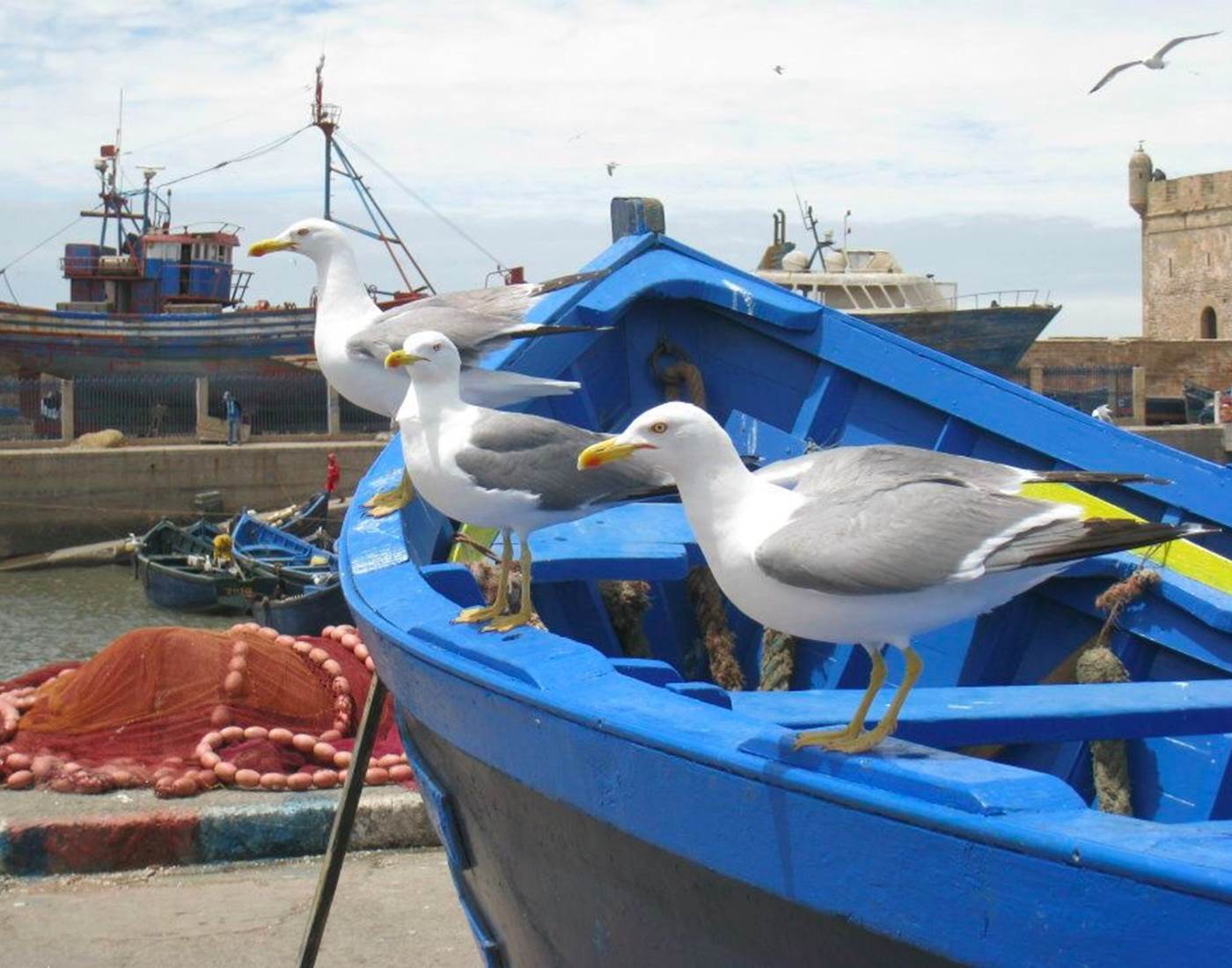 les goélands d'Essaouira