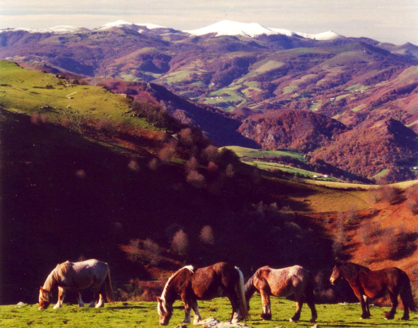 Pottoks saio automne