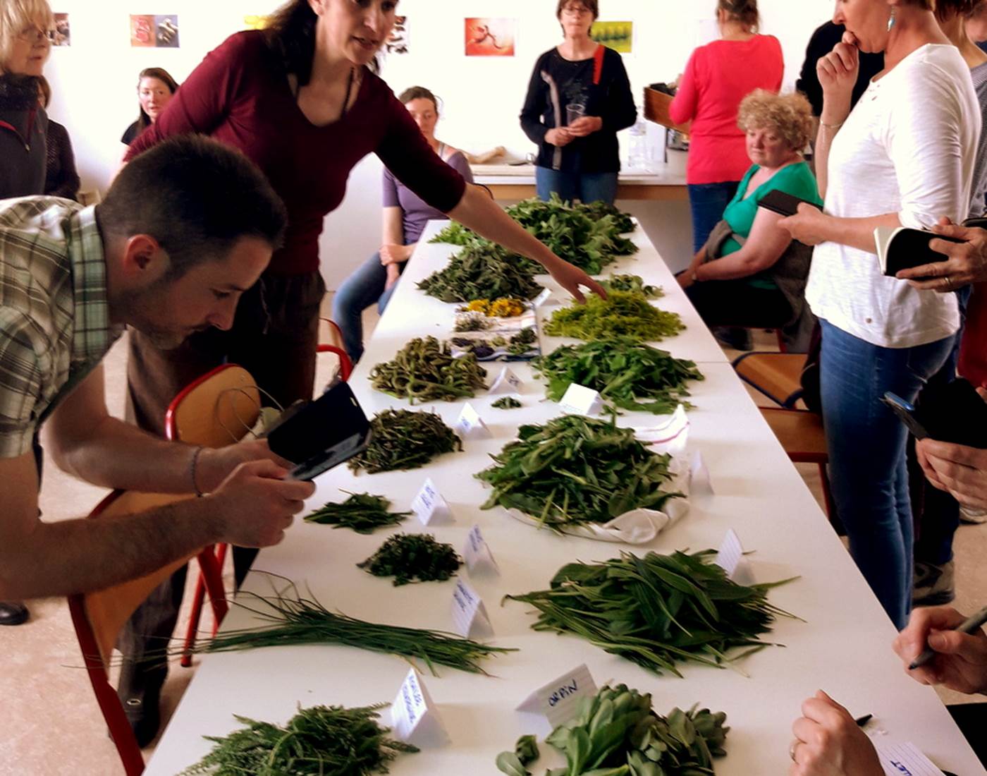 Sortie plantes sauvages comestibles  Asso Kloreaufil