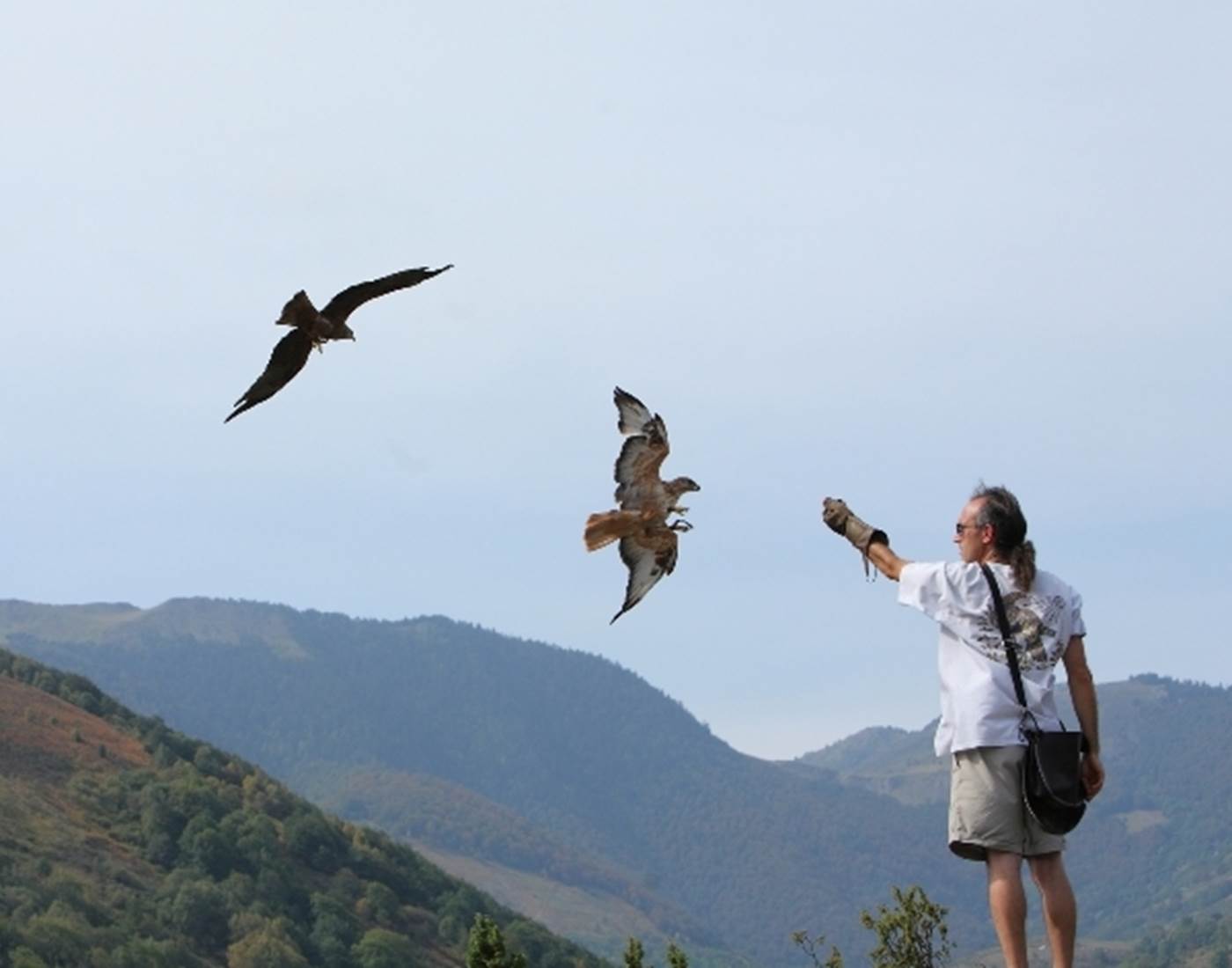Les aigles d'Aure - Arreau-page