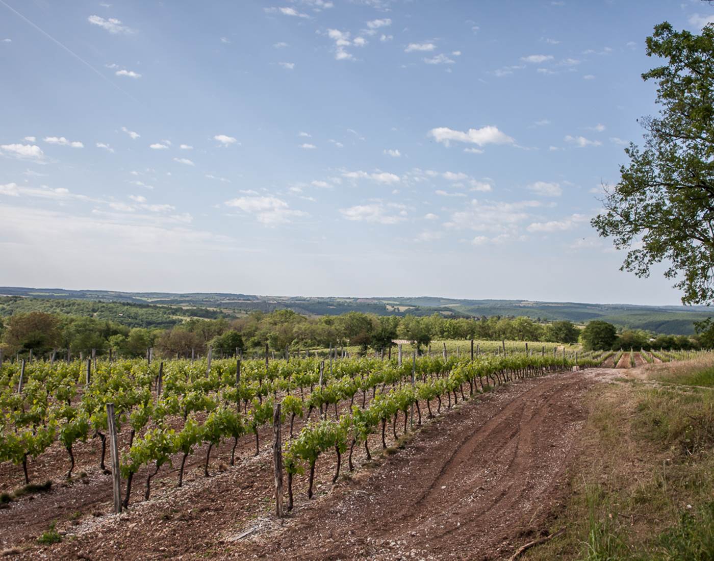 Vignes de Rocamadour