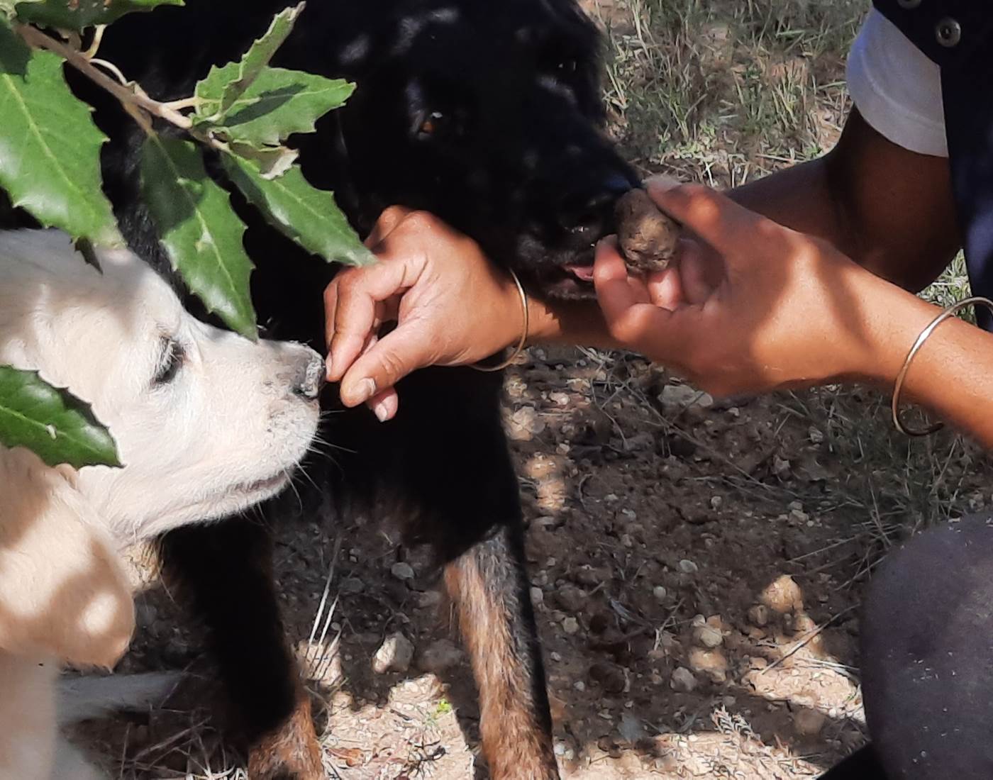 Découvert de la truffe "Mas D'antonin "