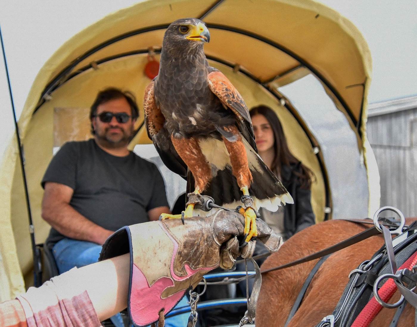 calèche-ferme-rapace-balade