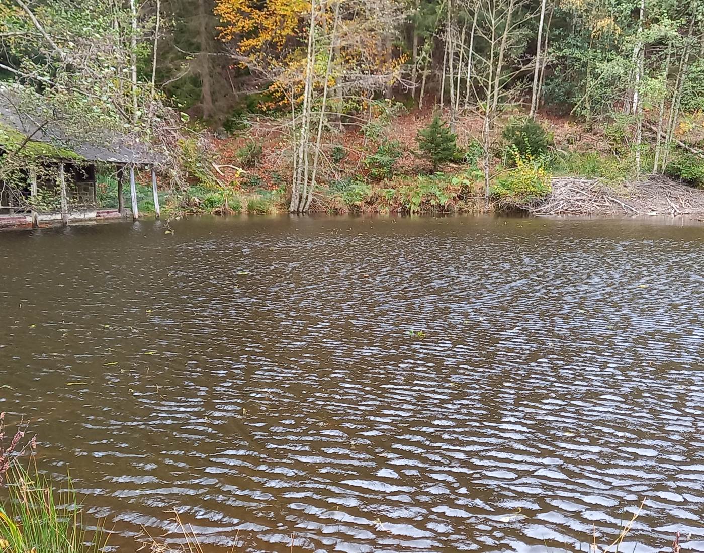 Etang de Chawion à Creppe