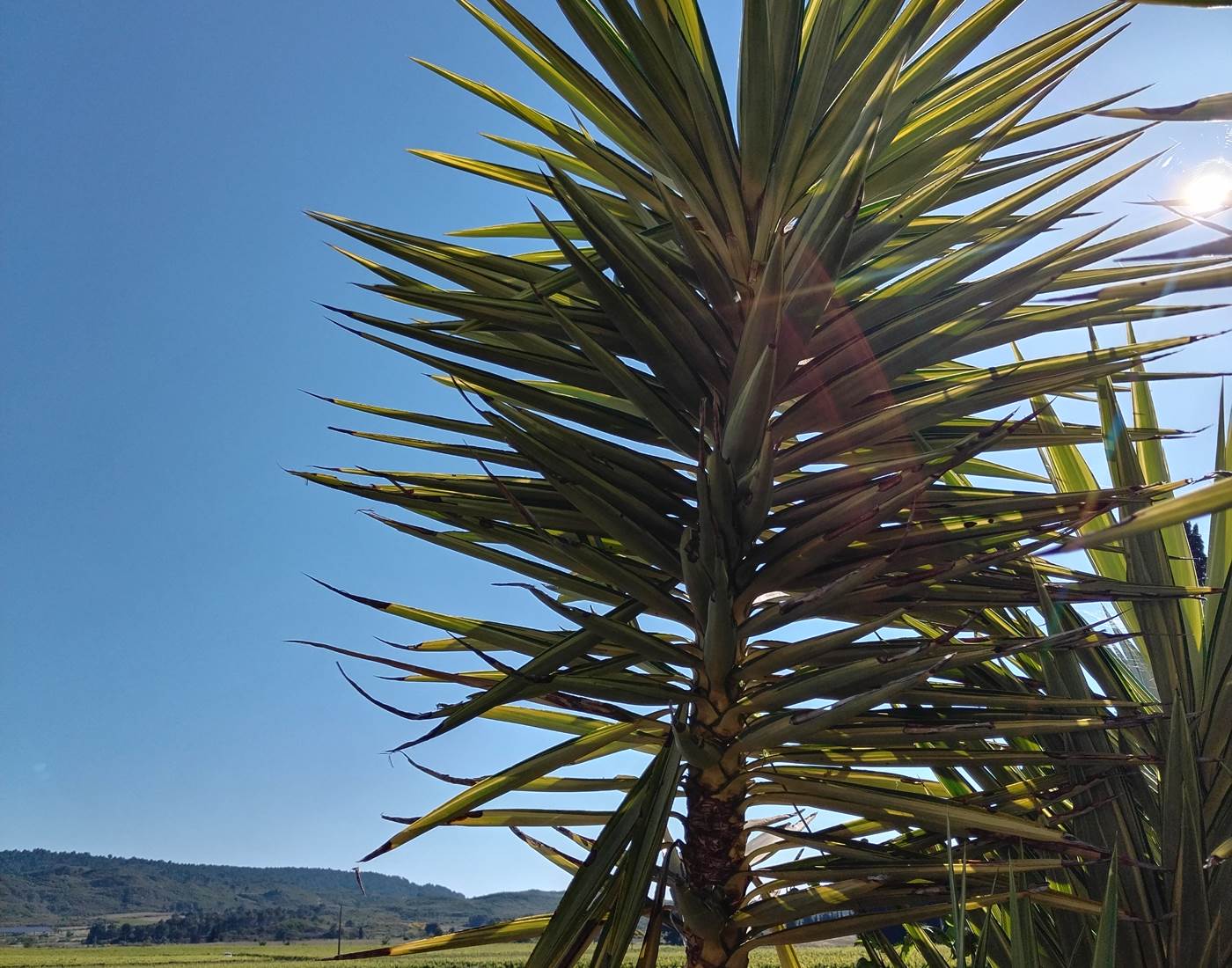 Allez vous balader à travers vigne pour vous vous ressourcer