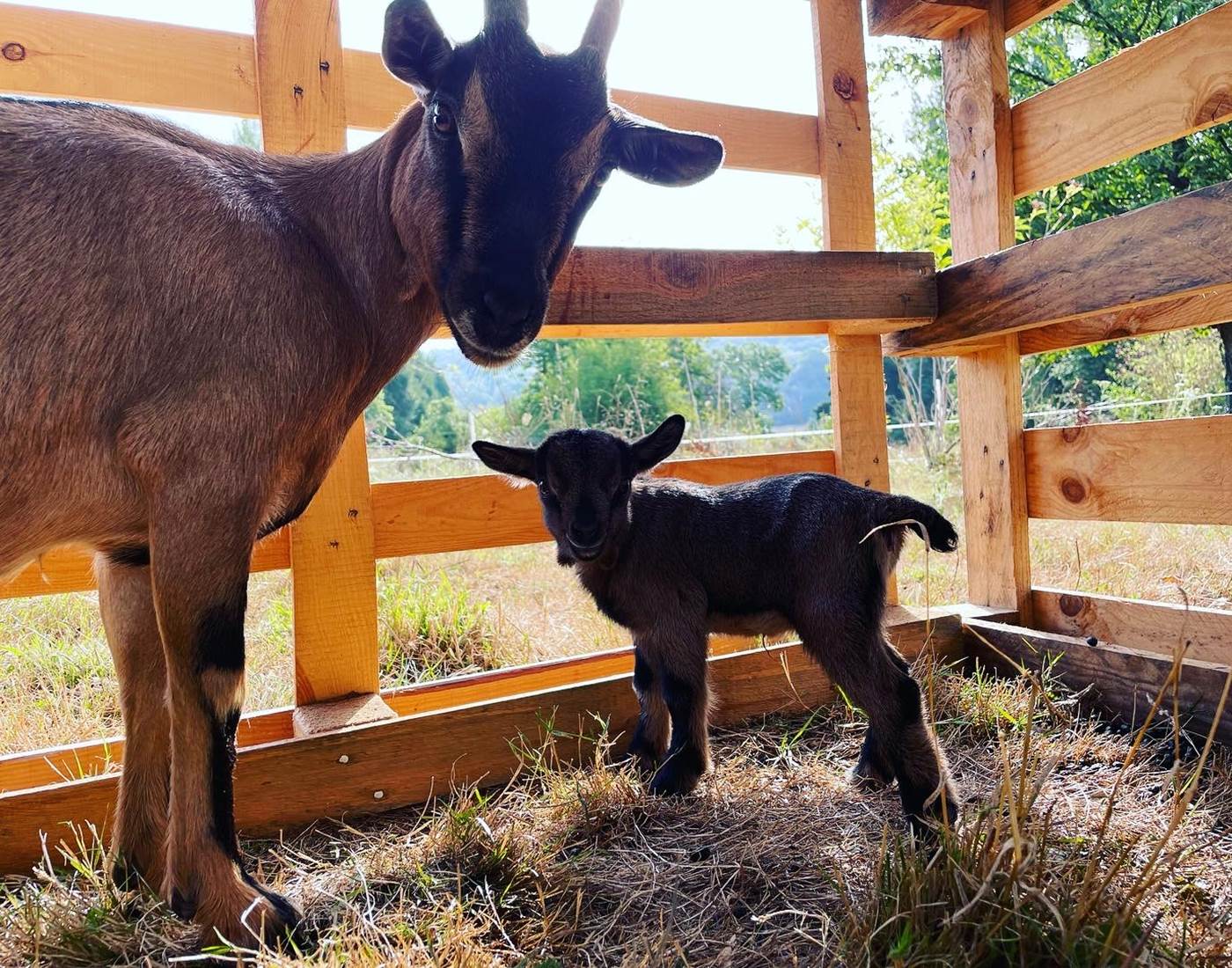 La nouvelle arrivante de cet fin d'été 2022