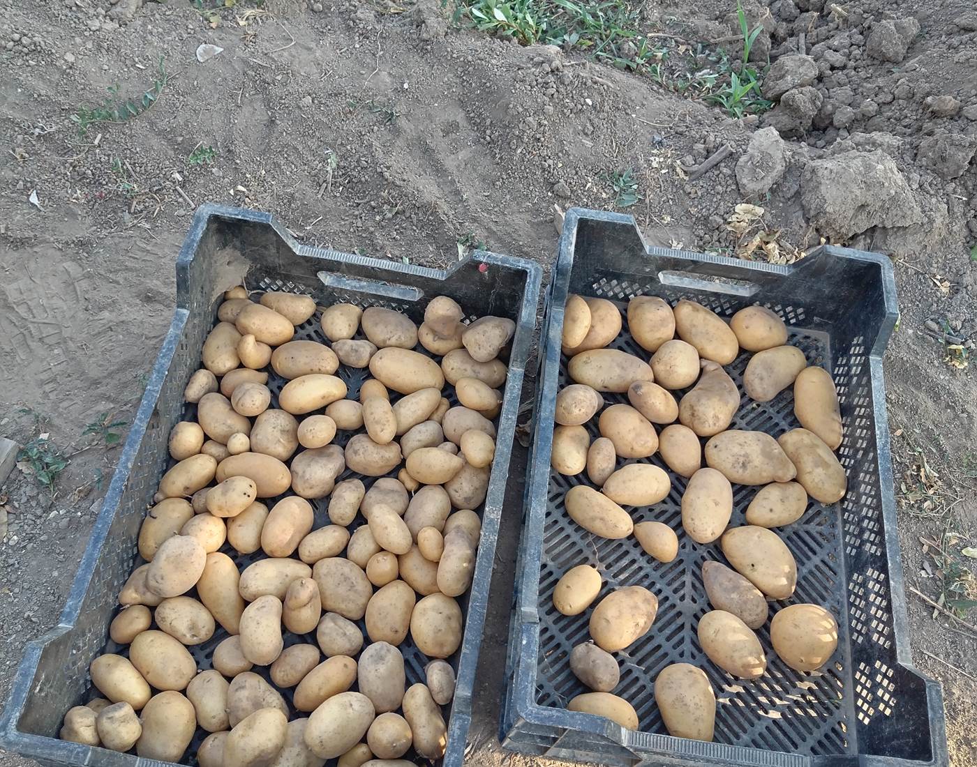 Les légumes du potager Le Coq du Nord Mailhac dans votre assiette