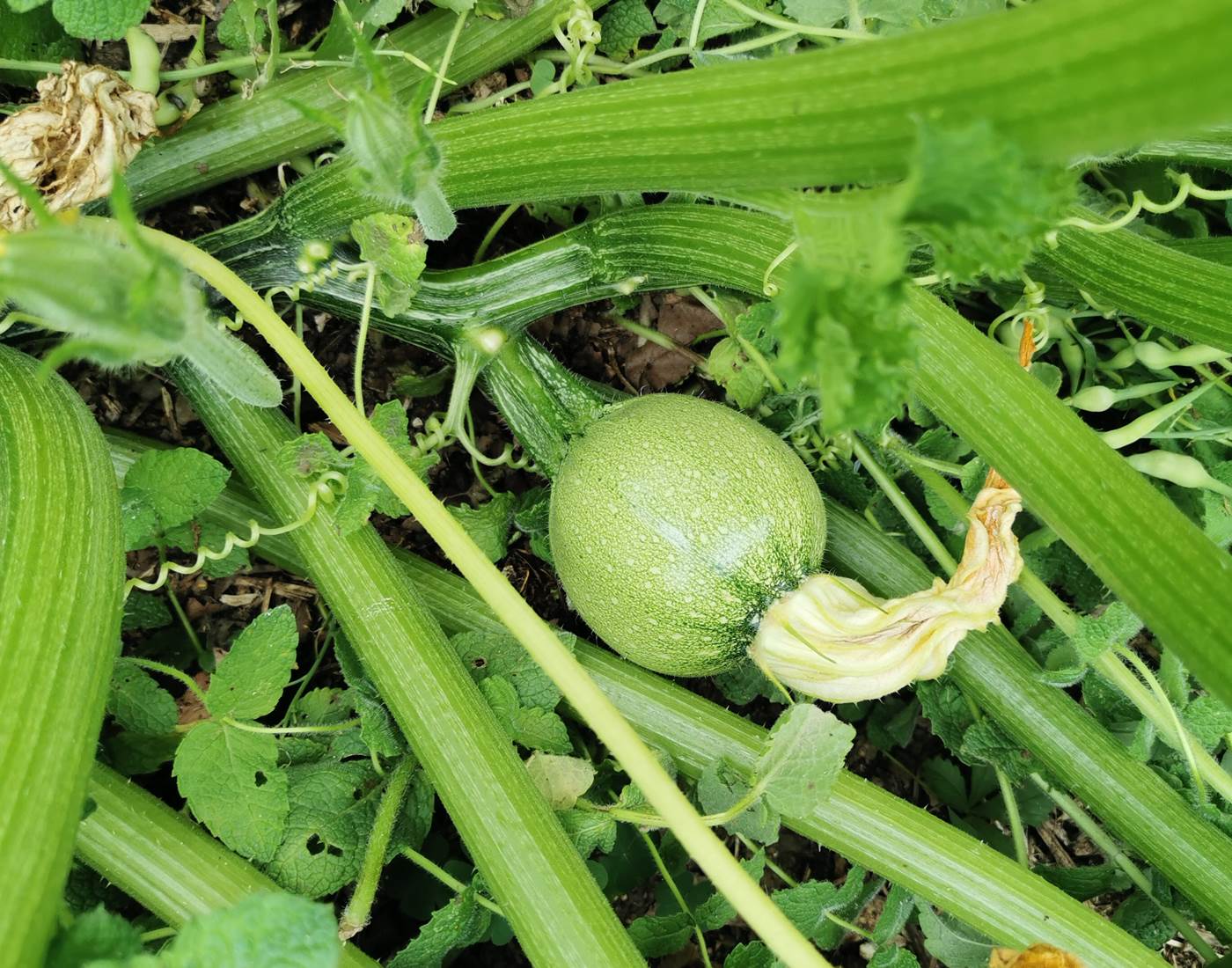 Jeunes courgettes 100% bio