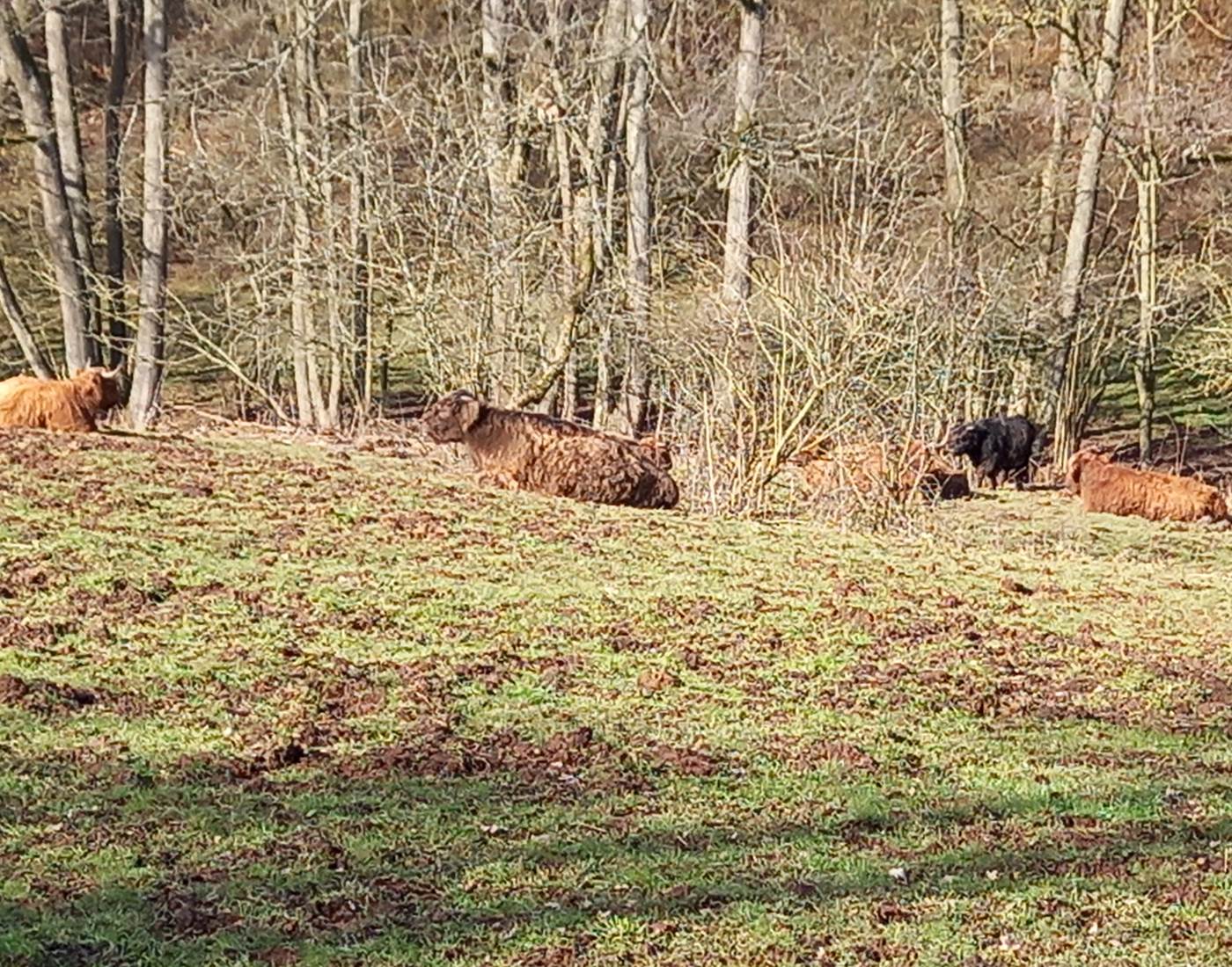 Les animaux se reposent