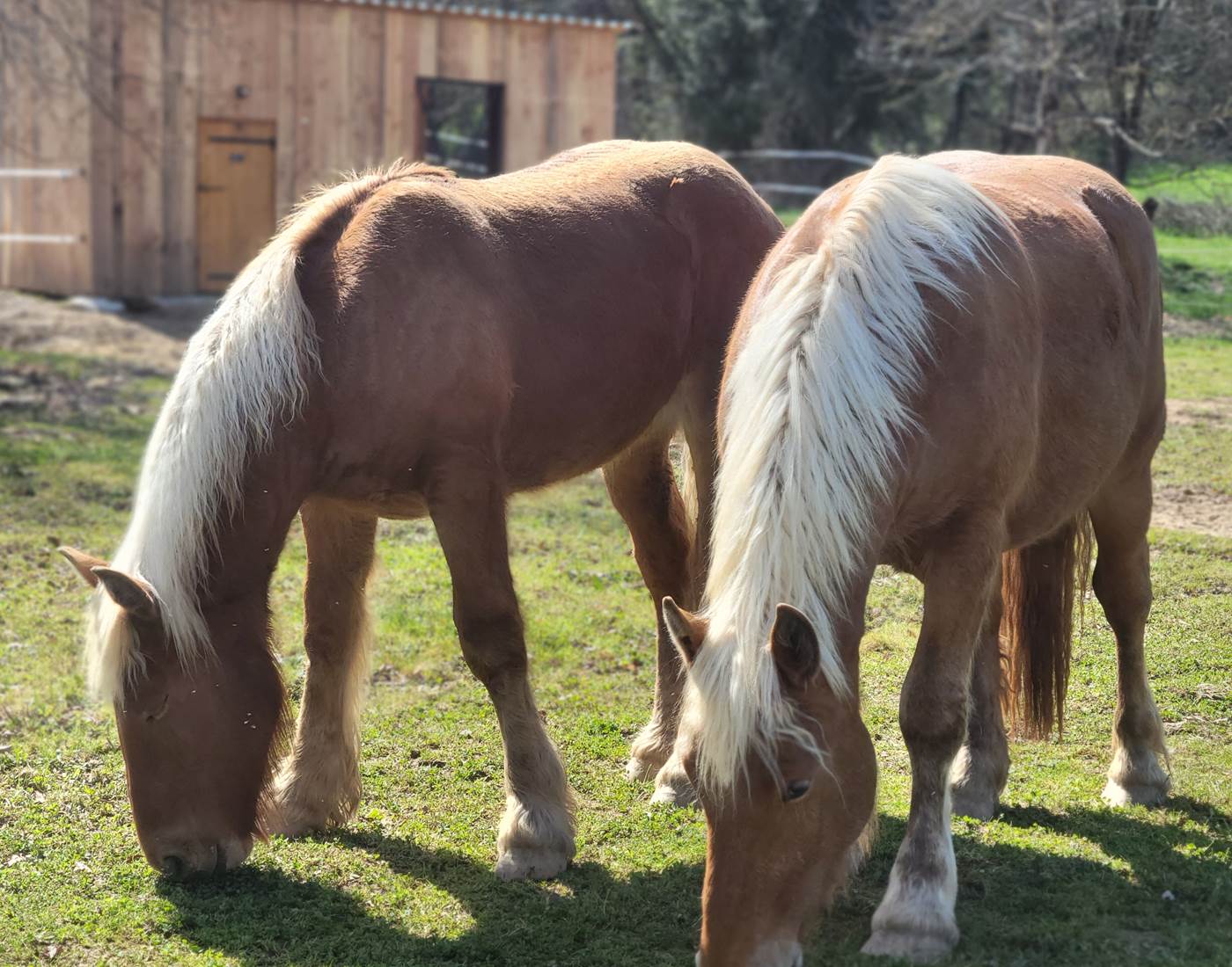 Nos Blonds: Mighty et Licorne