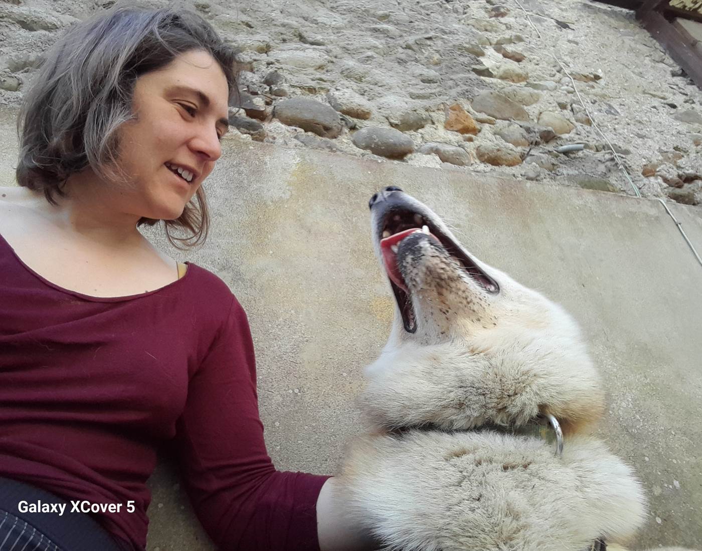 Jerk - Husky de Sibérie