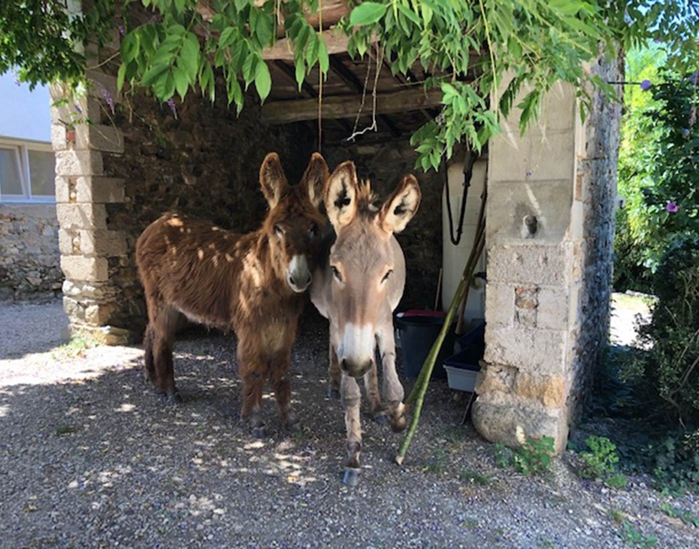 Nos Nanous: Tit'âne et l'âne Odin