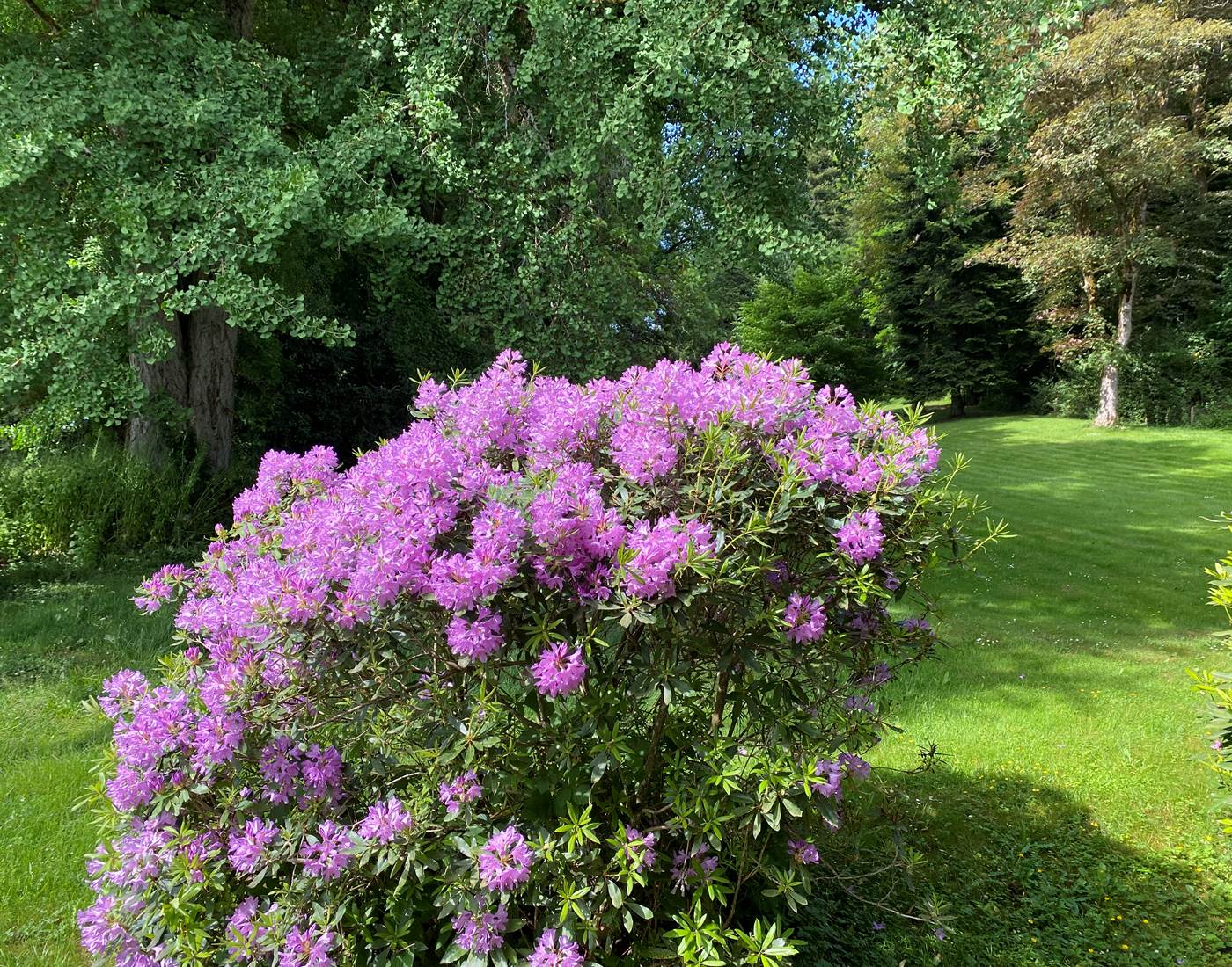 Rhododendrons en fleurs