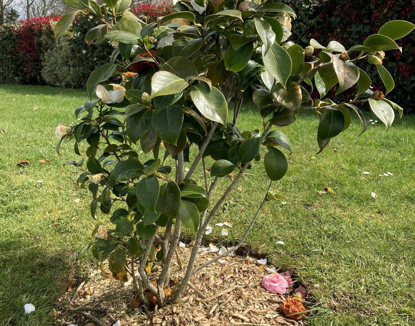 Paillage des arbustes