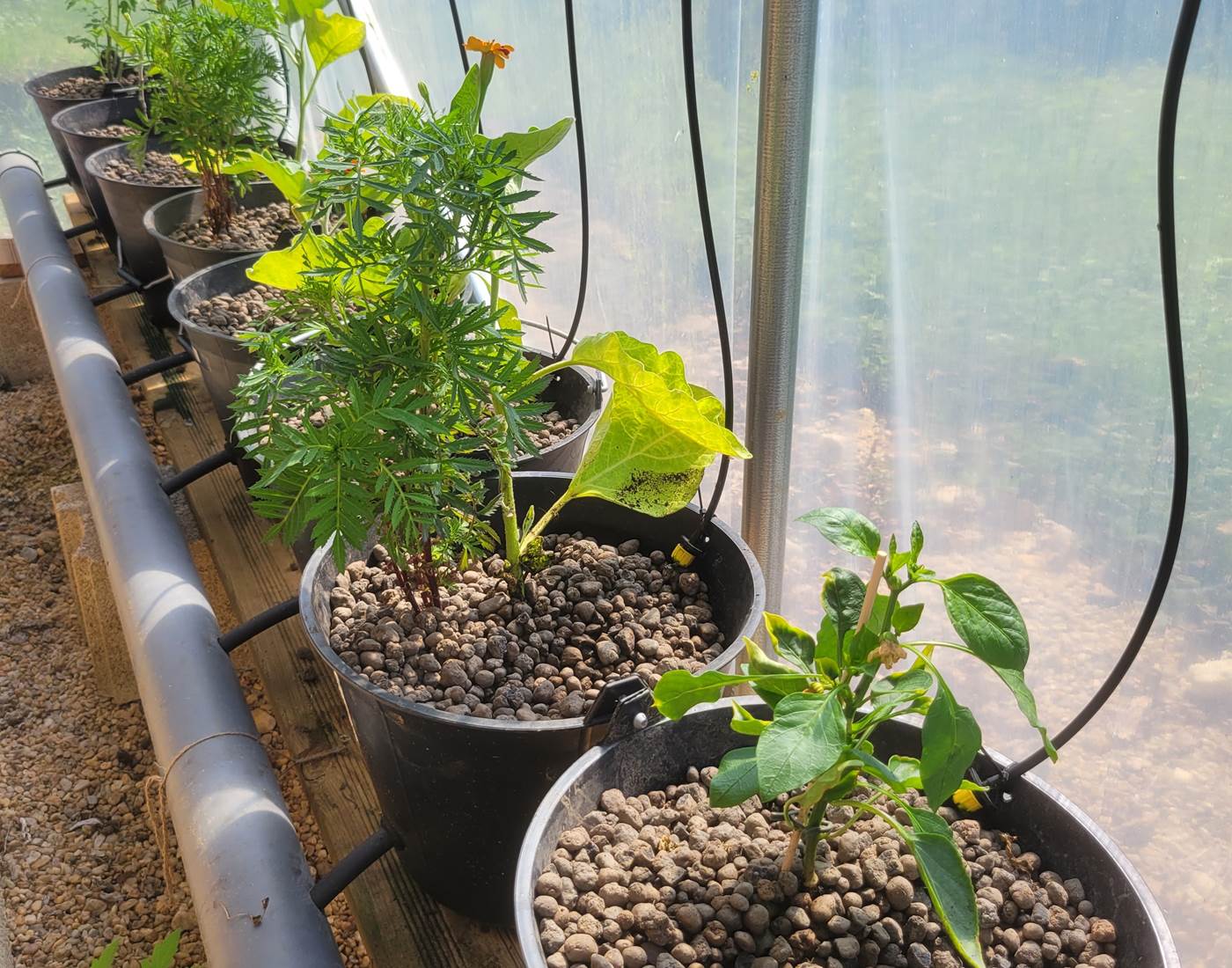 Mes seaux hollandais