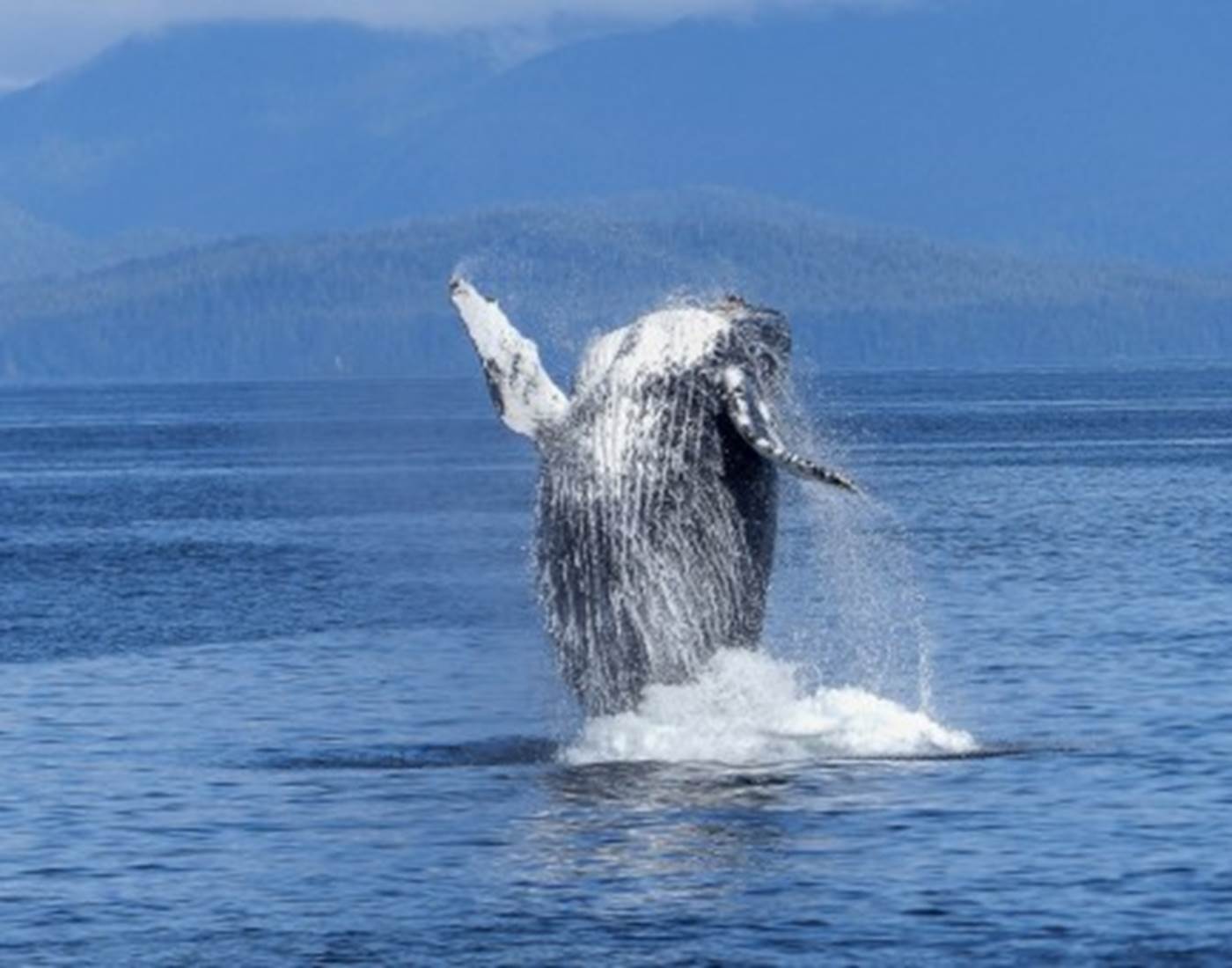 croisière aux baleines