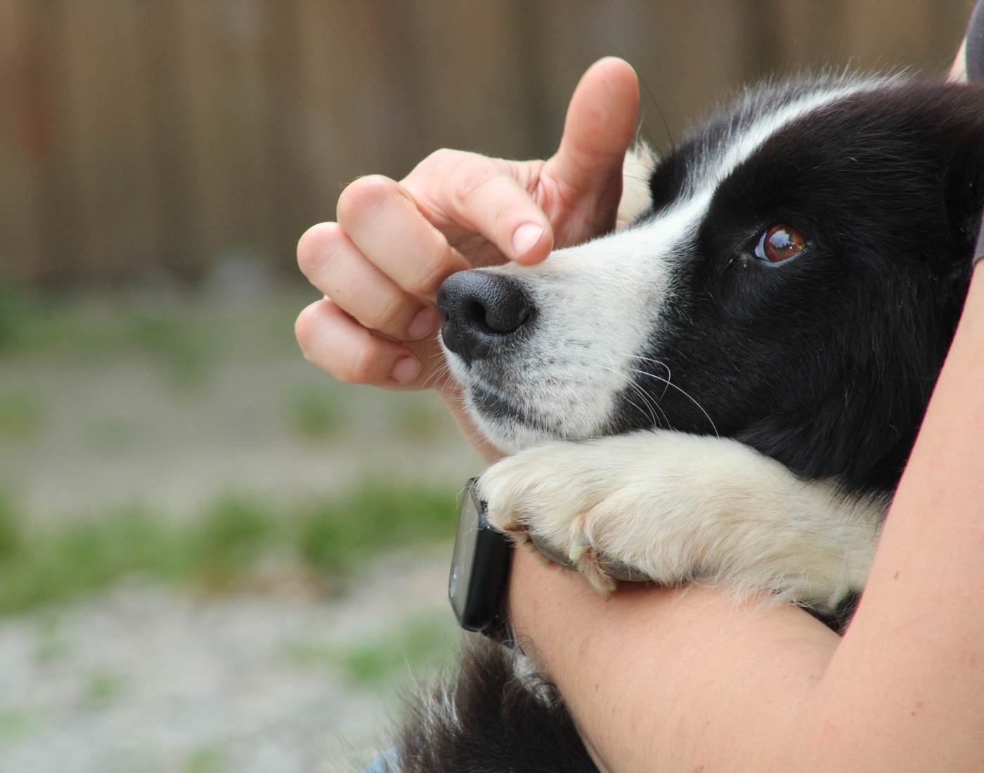 Troïka - Laïka de Iakoutie