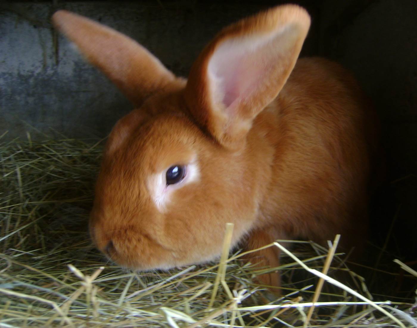 le lapin Rouki