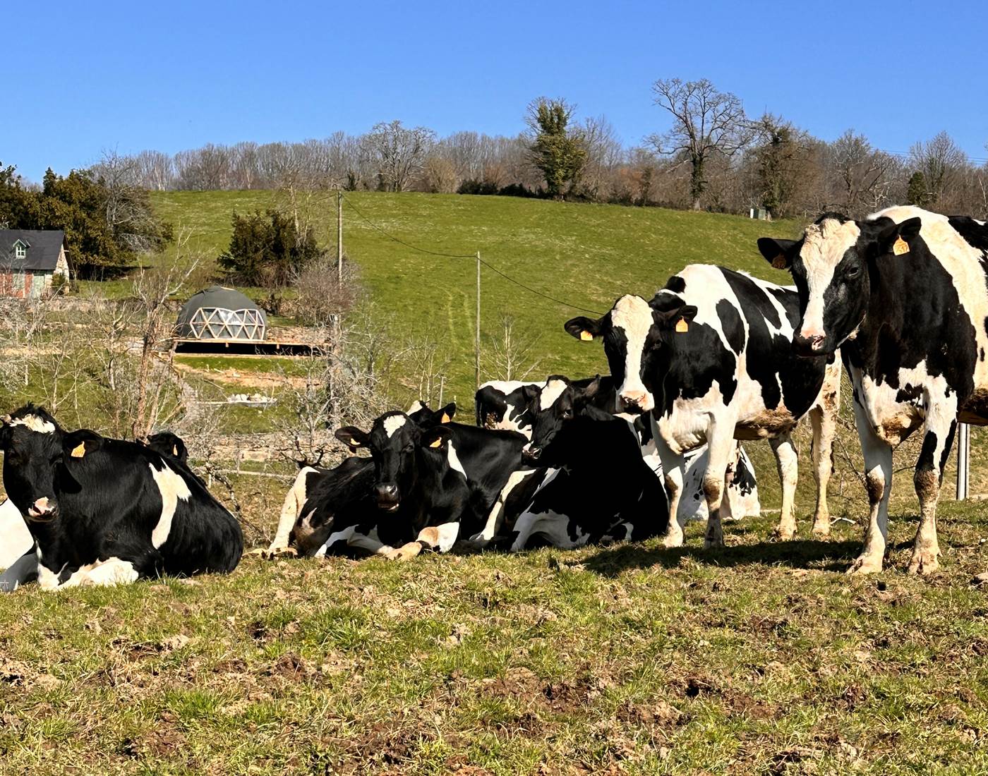 Nos vaches laitières