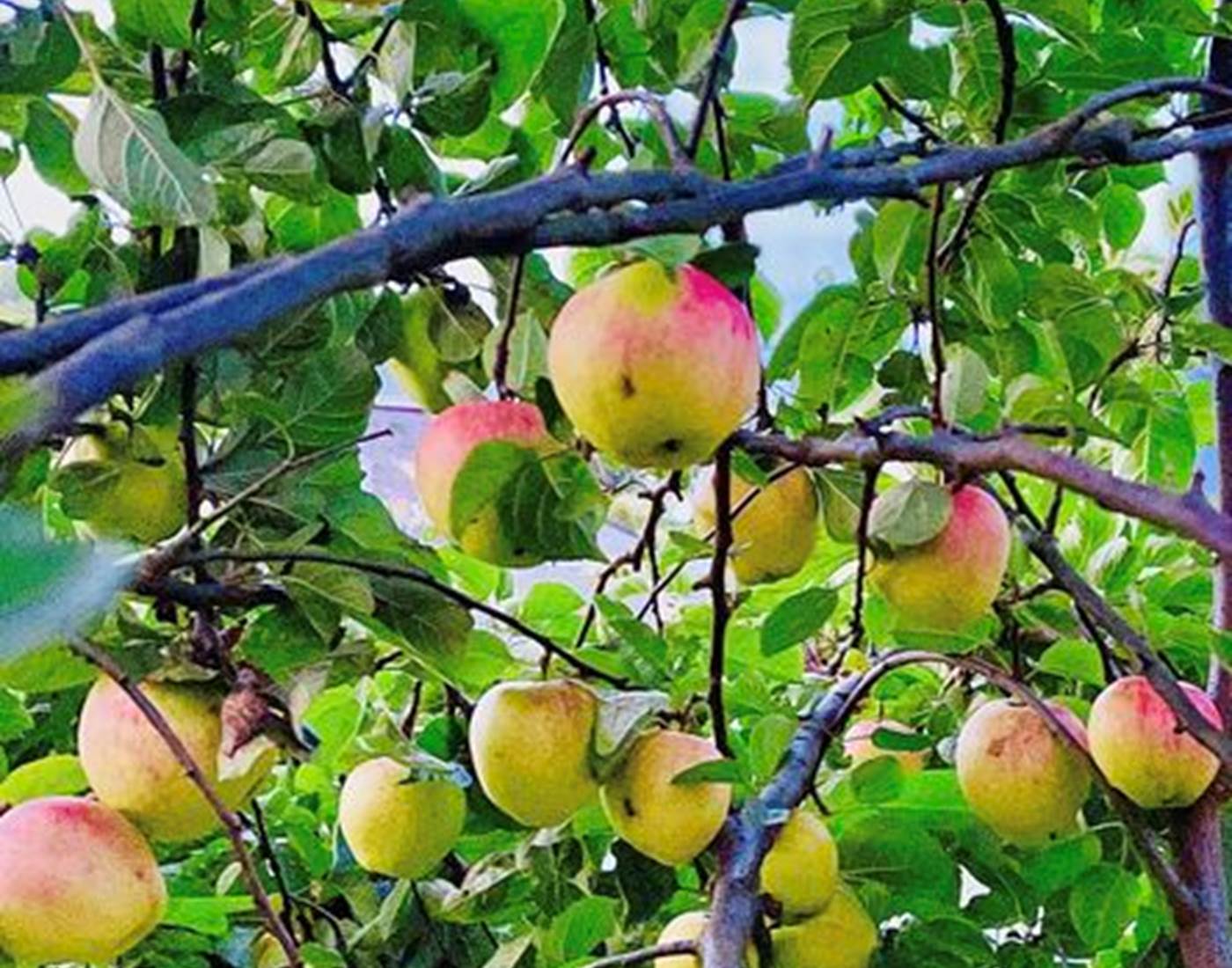 307282055_470093125134163_2019072645873994632_n