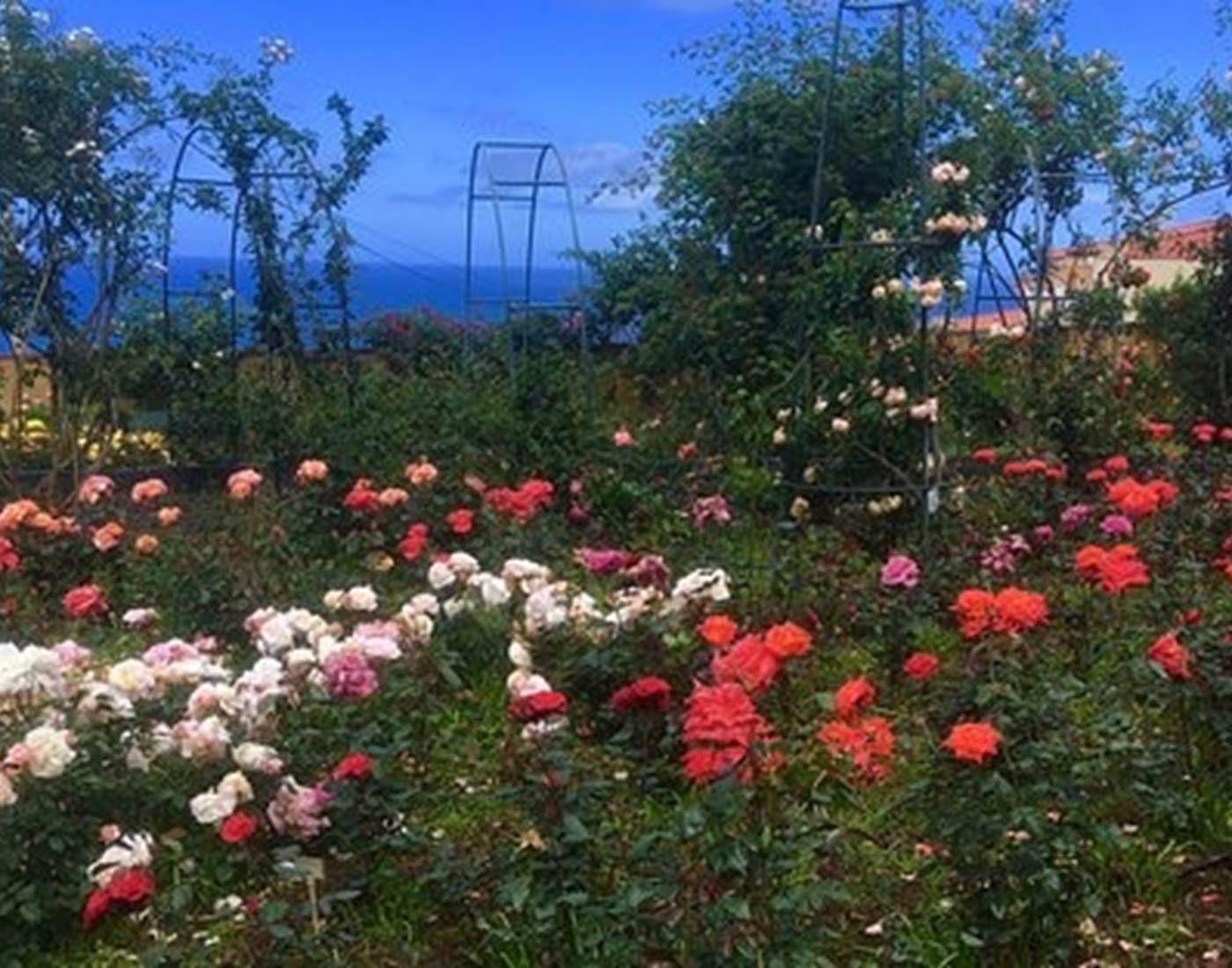 Roseraie de Arco de Sao Jorge