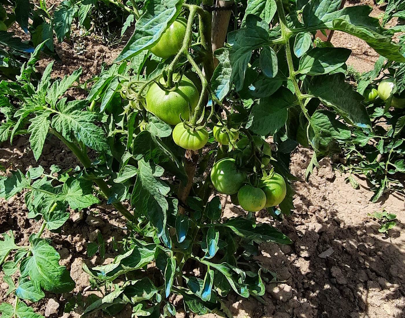 Ça pousse au potager du Le Coq du Nord -Mailhac