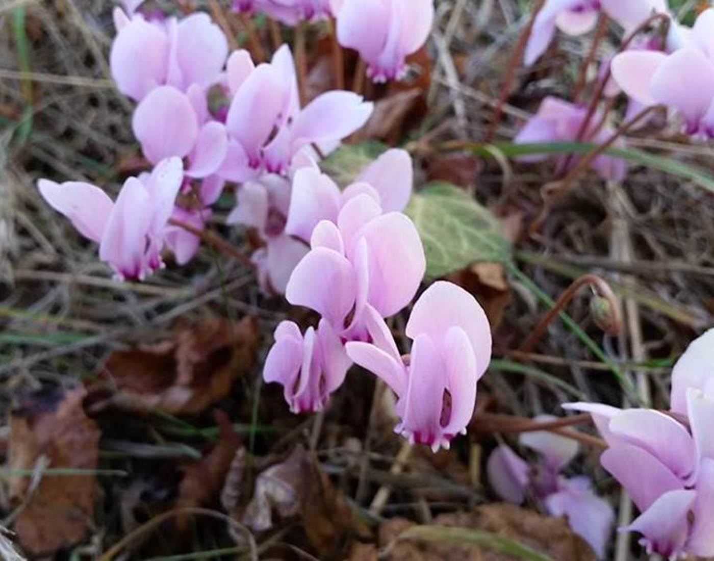 Fleurs de cyclamen