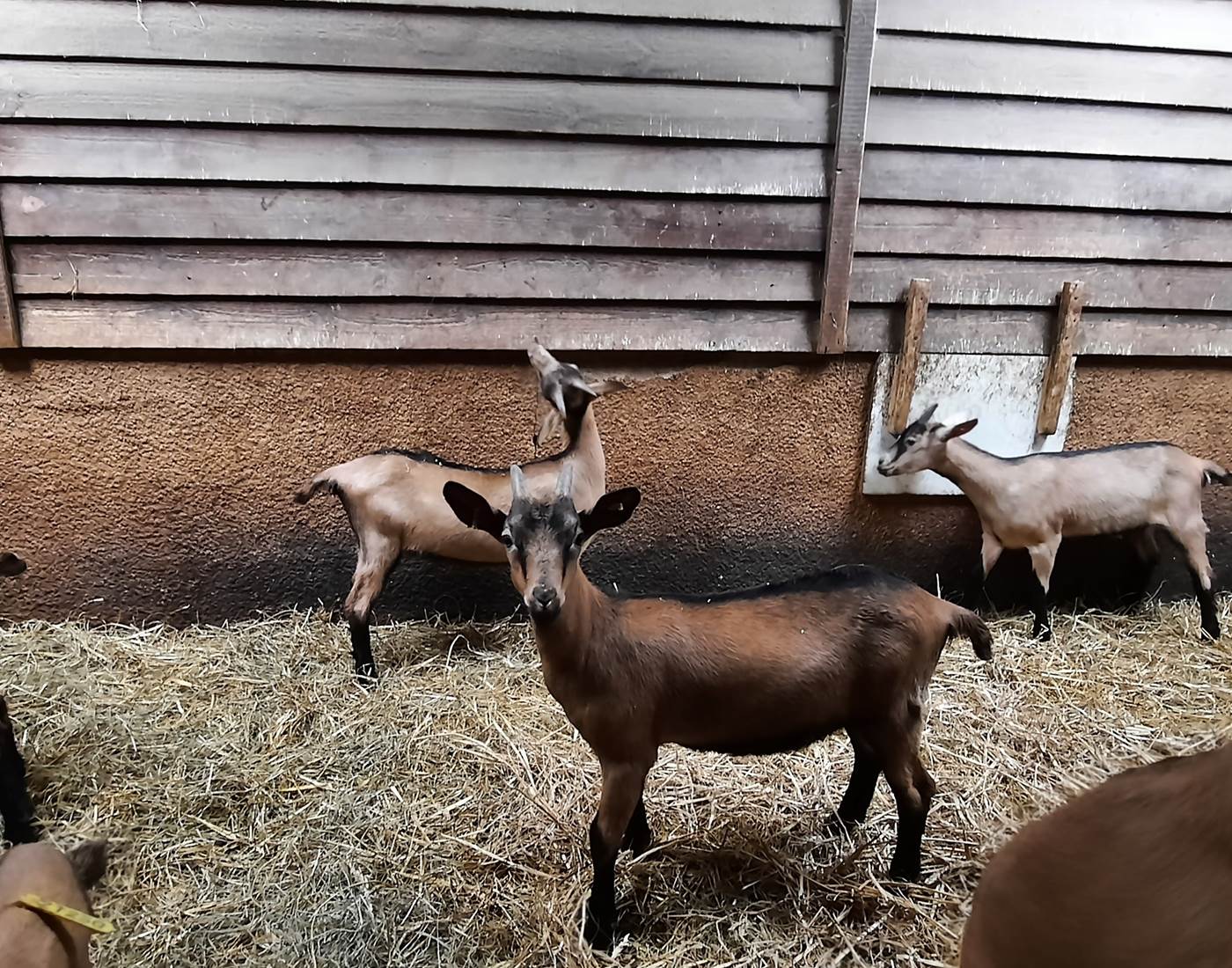 Chèvrerie Combebelle