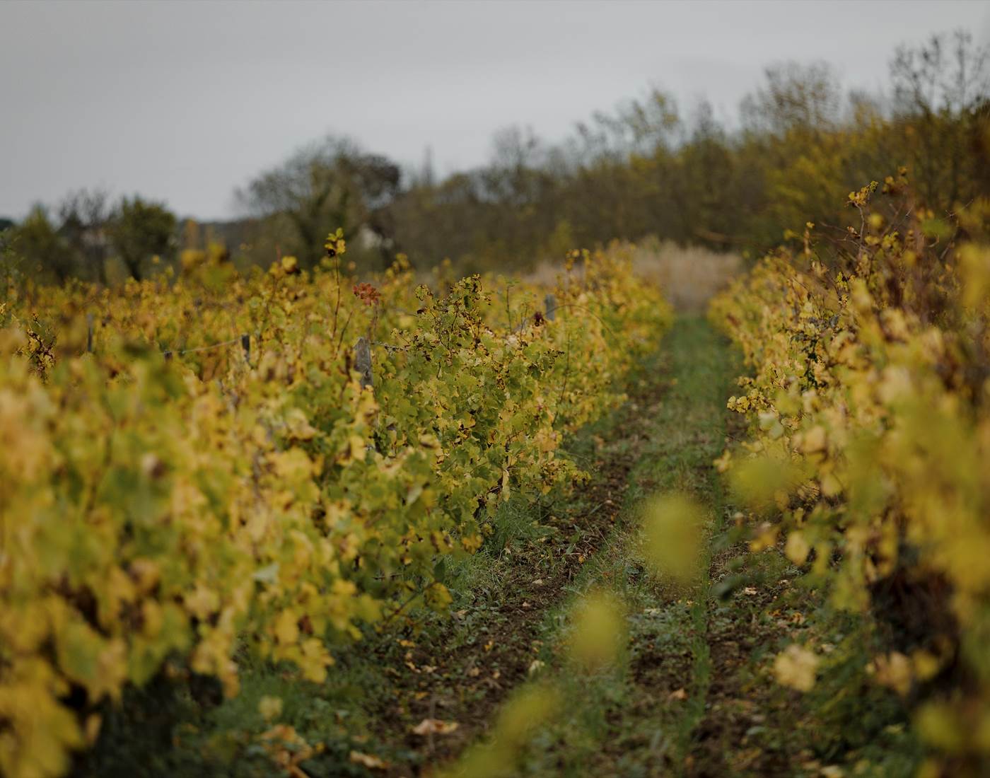 Pied de vigne, cépage, nature, biodynamie, vignoble