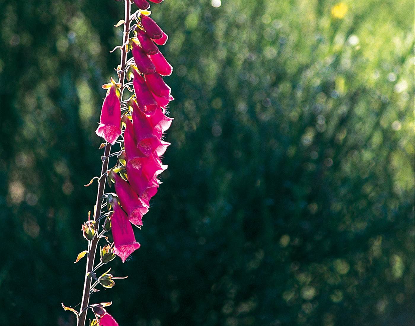 La flore exceptionnelle des gorges : La Digitale