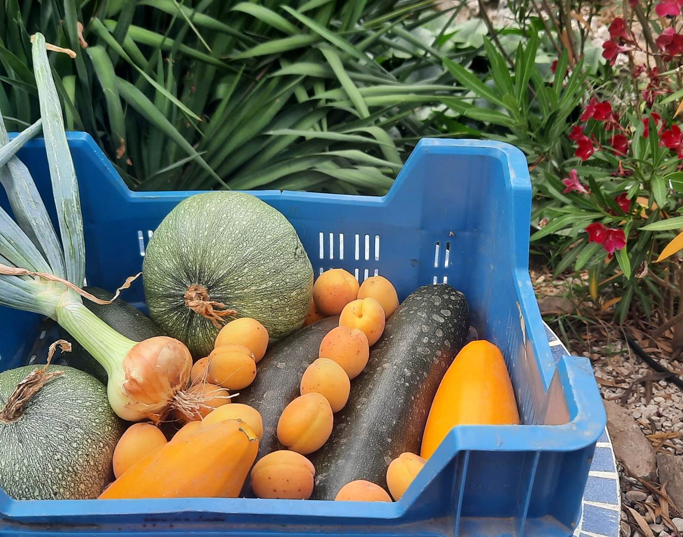 La récolte du potager est bonne pour satisfaire les hôtes de Le Coq du Nord -Mailhac