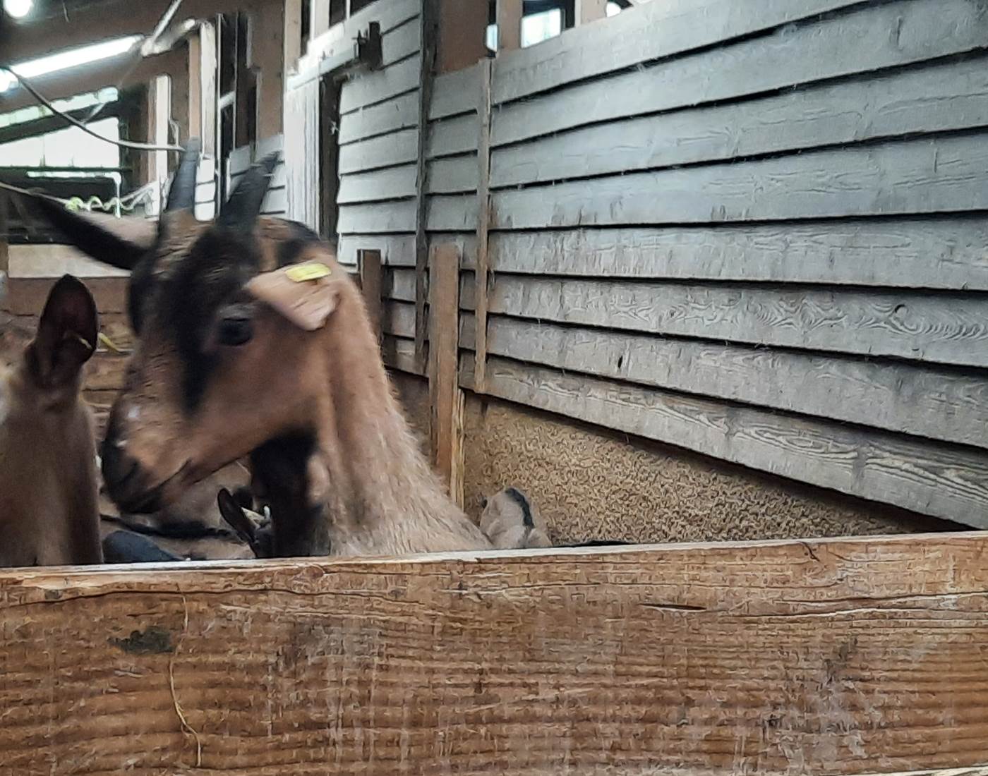 Chèvrerie Combebelle