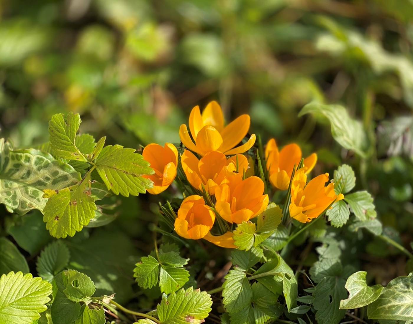 Premiers crocus en fleur