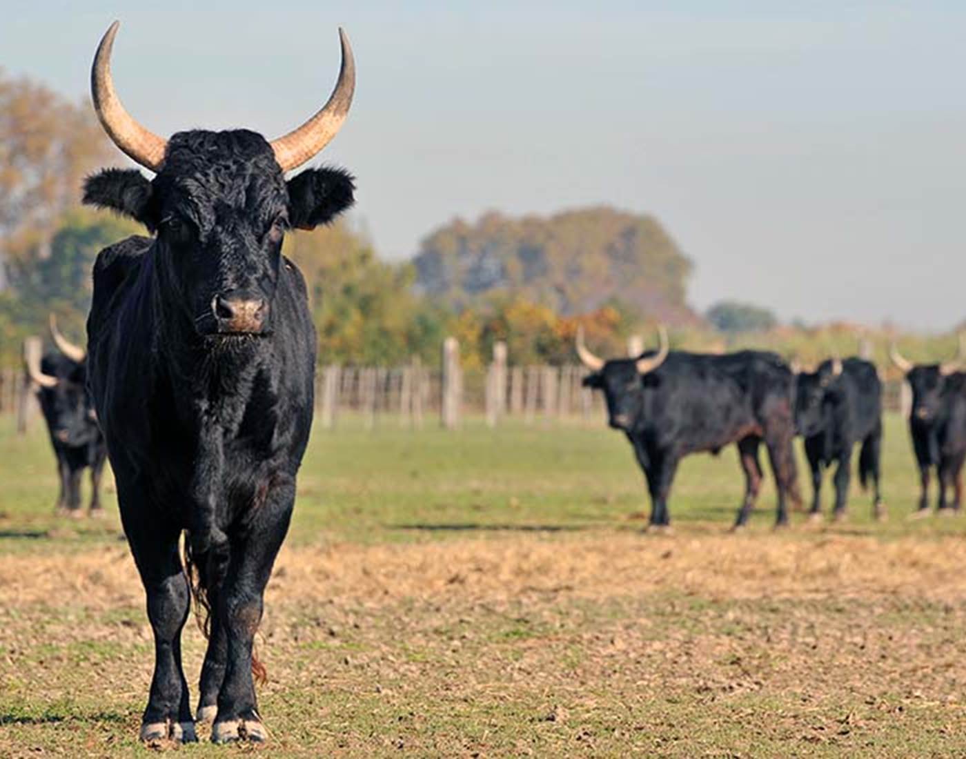 taureau-de-camargue