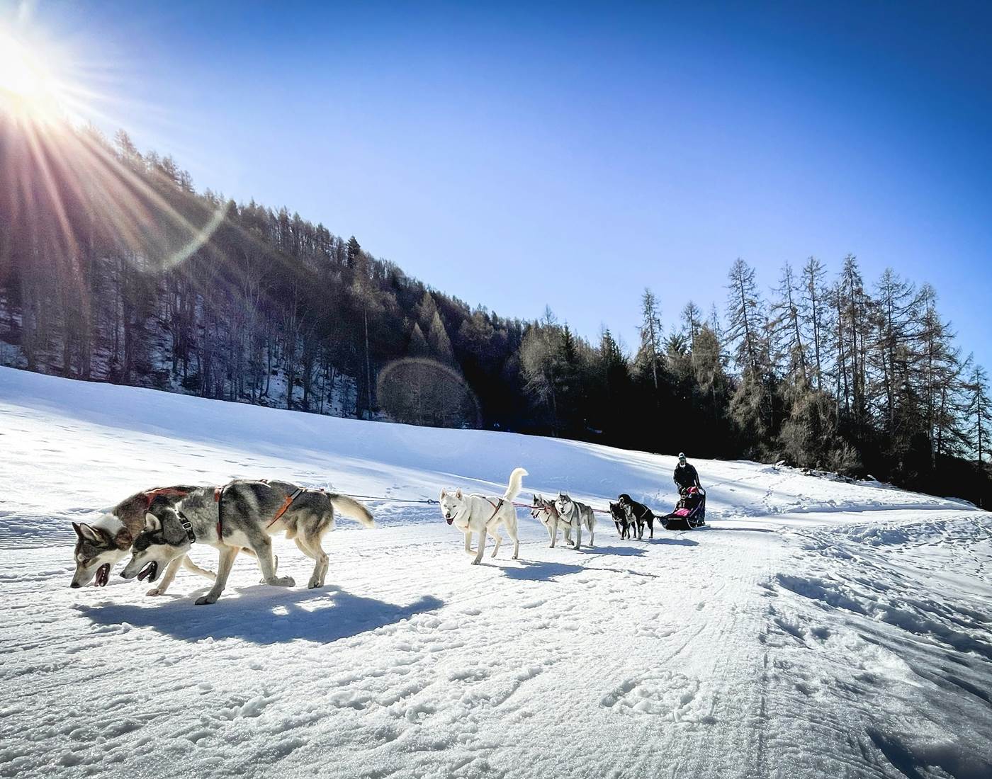 Balade avec les Huskys