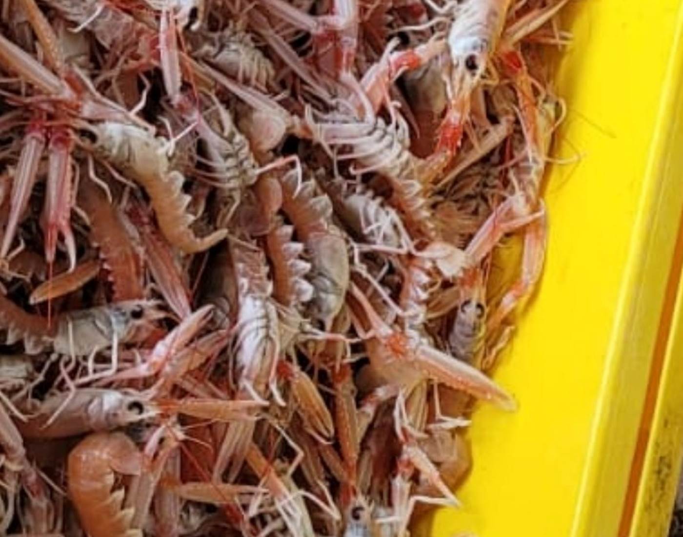 Langoustines vivantes Port du Bélon-page